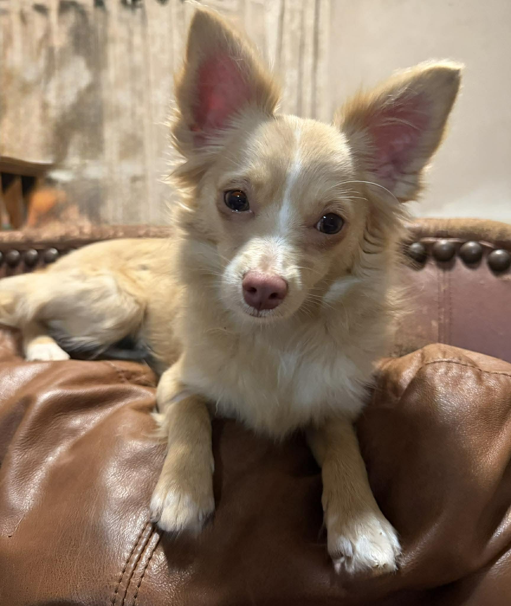 Enlarge MILA   $425, an adopted mixed breed in Milwaukee, WI image 2/5
