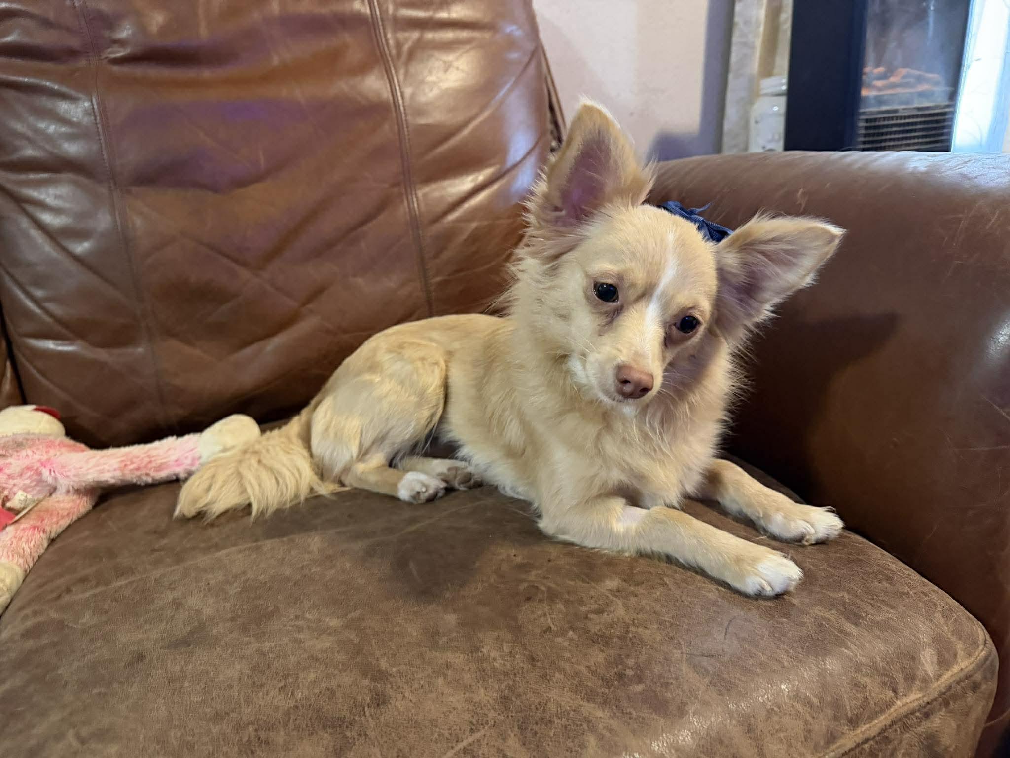 Enlarge MILA   $425, an adopted mixed breed in Milwaukee, WI image 4/5