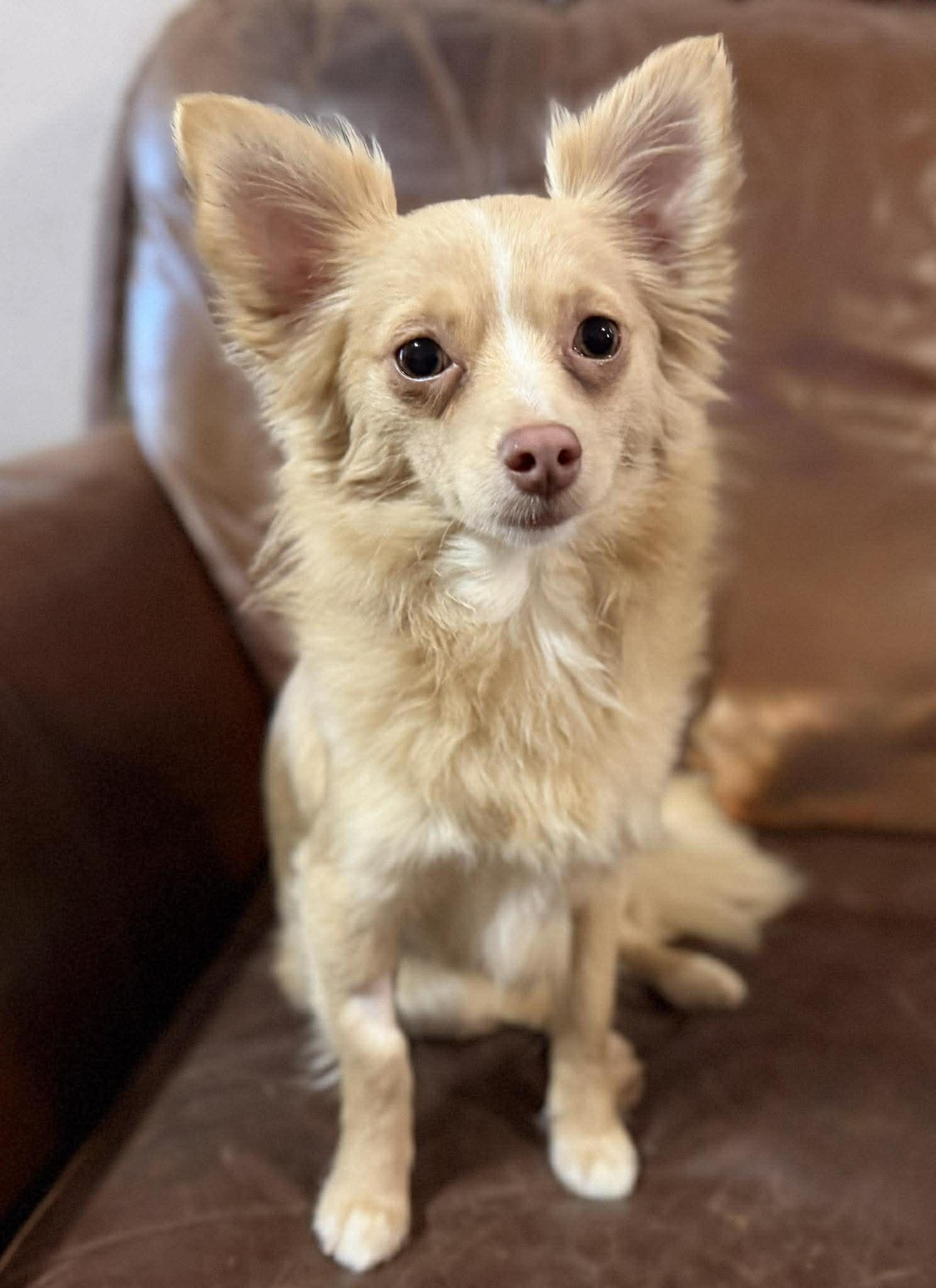 Enlarge MILA   $425, an adopted mixed breed in Milwaukee, WI image 3/5