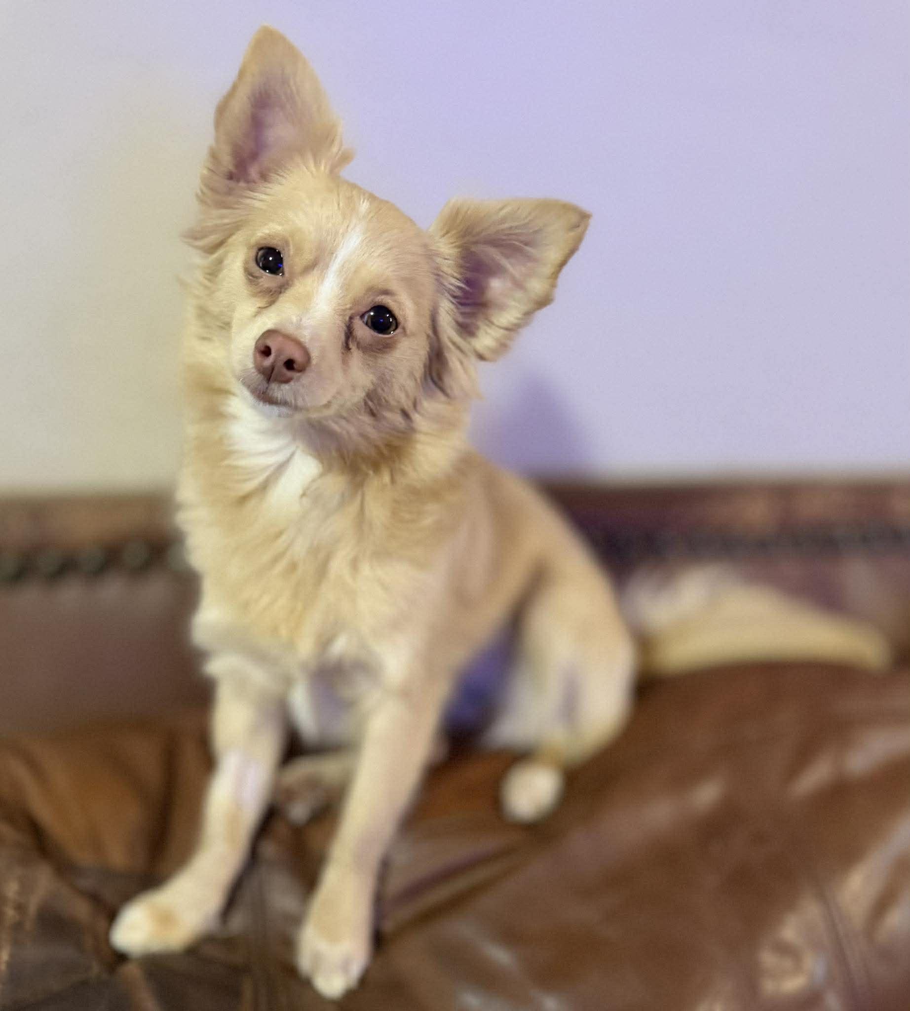 Enlarge MILA   $425, an adopted mixed breed in Milwaukee, WI image 5/5