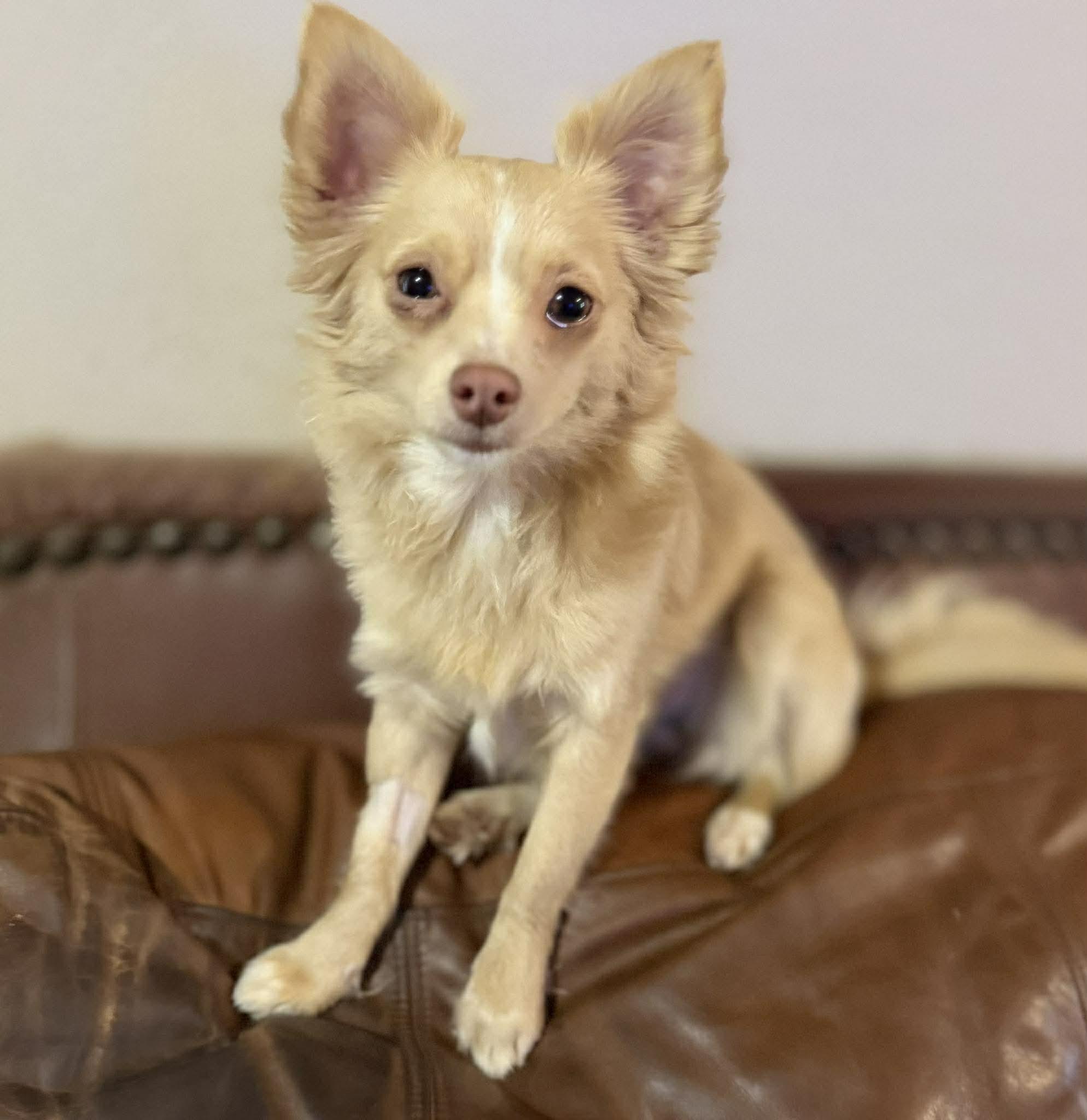 Enlarge MILA   $425, an adopted mixed breed in Milwaukee, WI image 1/5