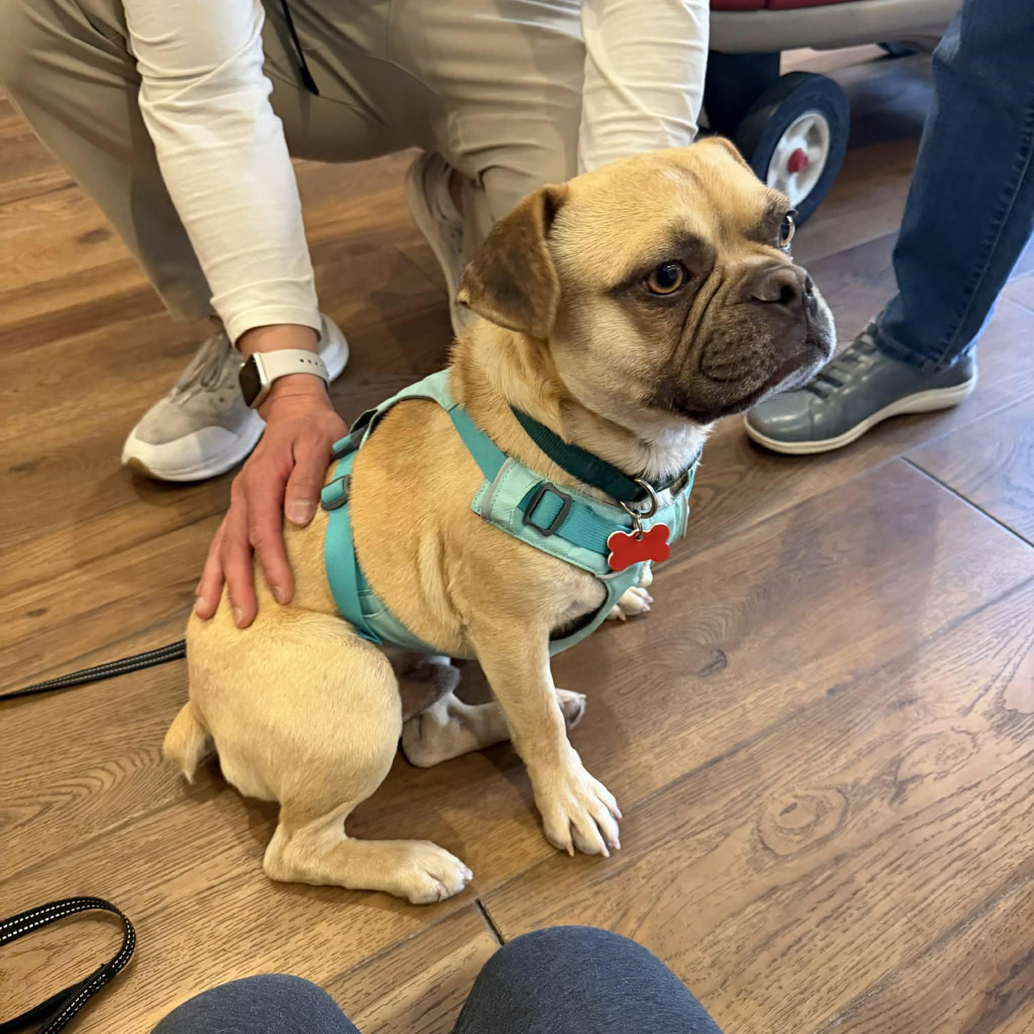 Enlarge Freddie, an adopted mixed breed in Boulder, CO image 6/6
