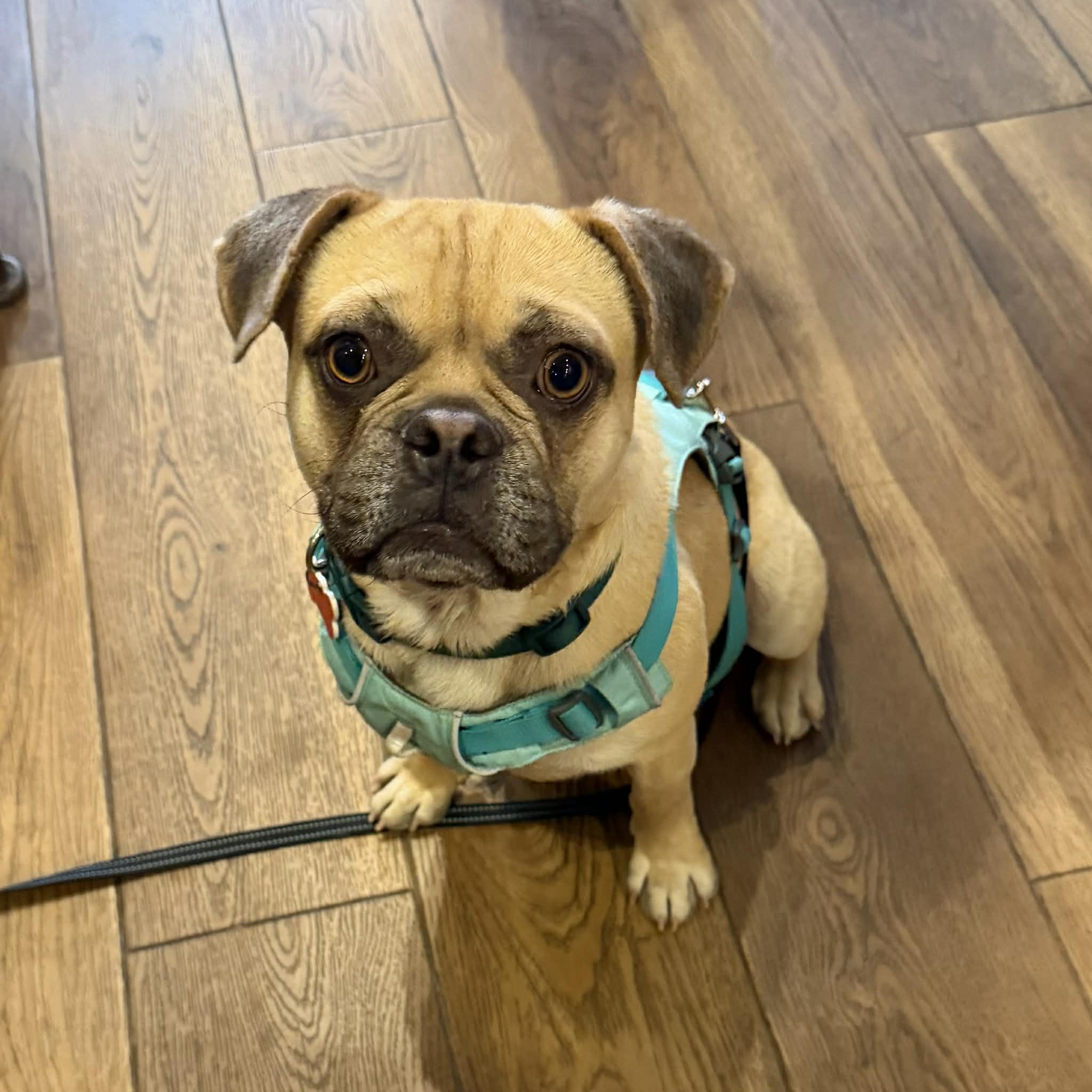 Enlarge Freddie, an adopted mixed breed in Boulder, CO image 1/6