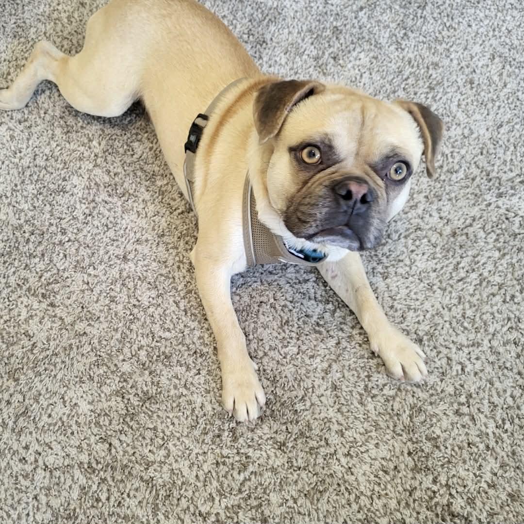 Enlarge Freddie, an adopted mixed breed in Boulder, CO image 5/6