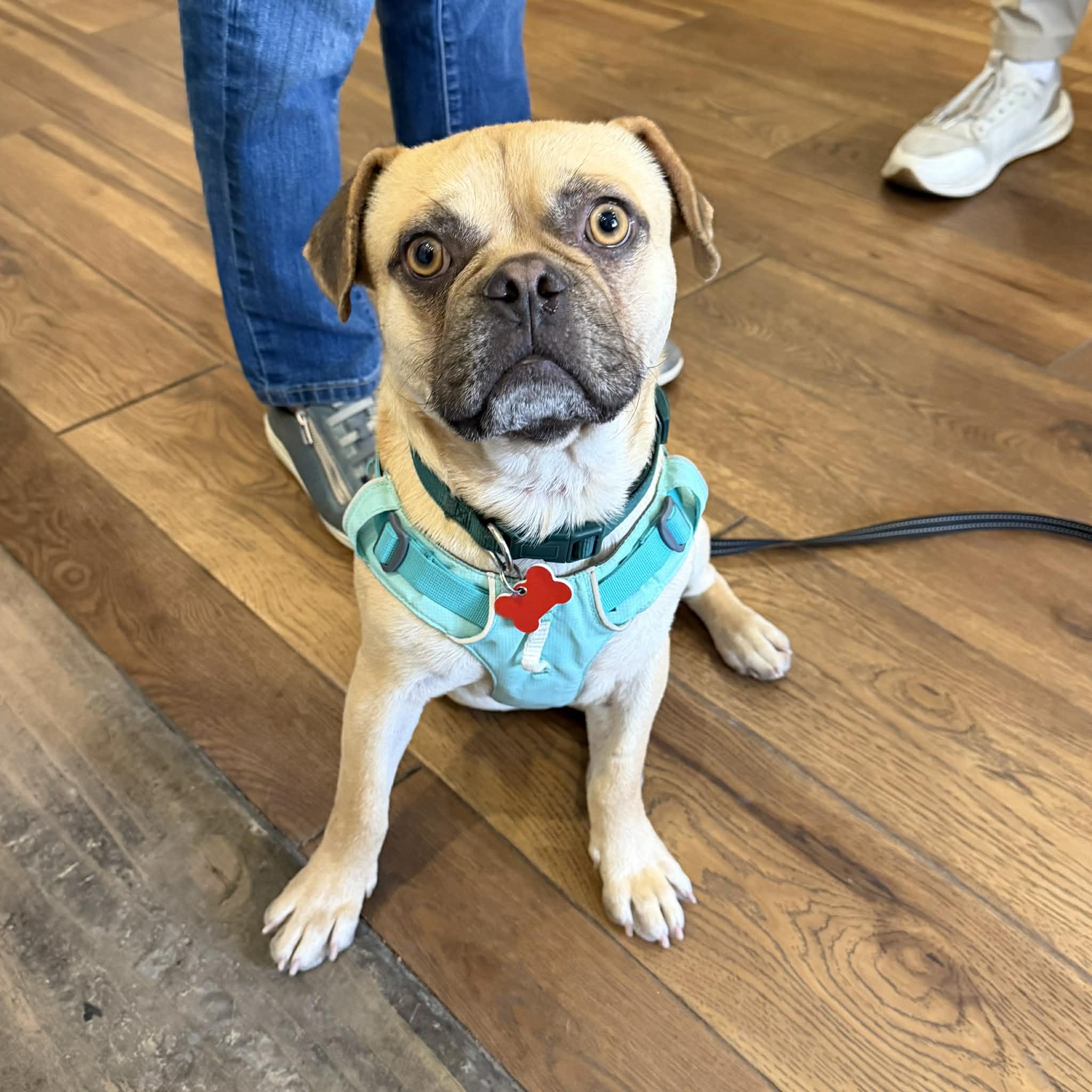 Enlarge Freddie, an adopted mixed breed in Boulder, CO image 3/6