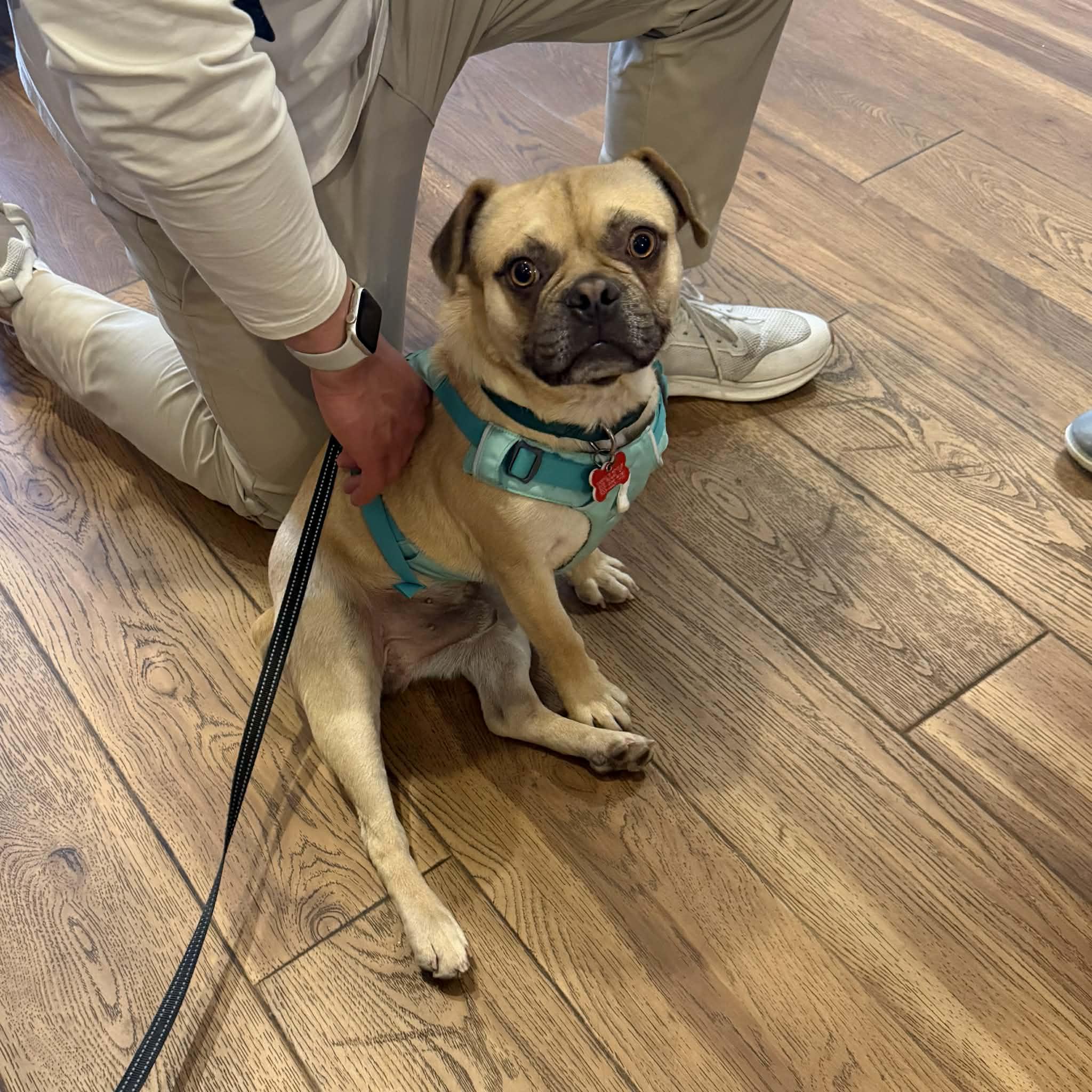 Enlarge Freddie, an adopted mixed breed in Boulder, CO image 2/6