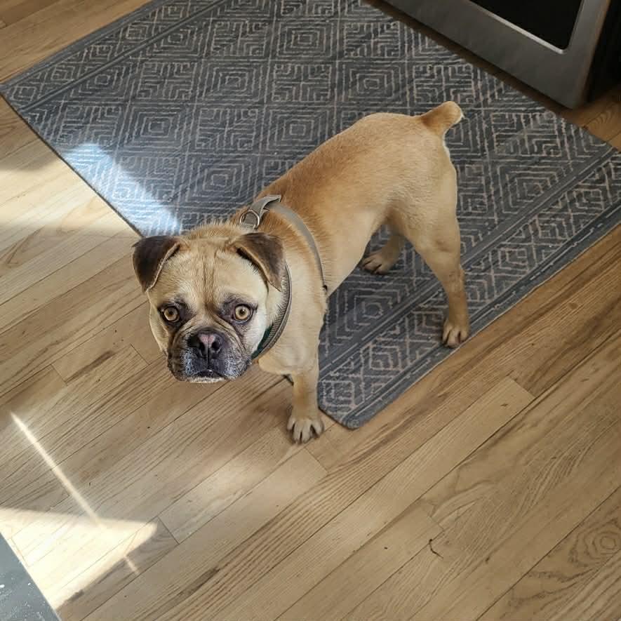 Enlarge Freddie, an adopted mixed breed in Boulder, CO image 4/6