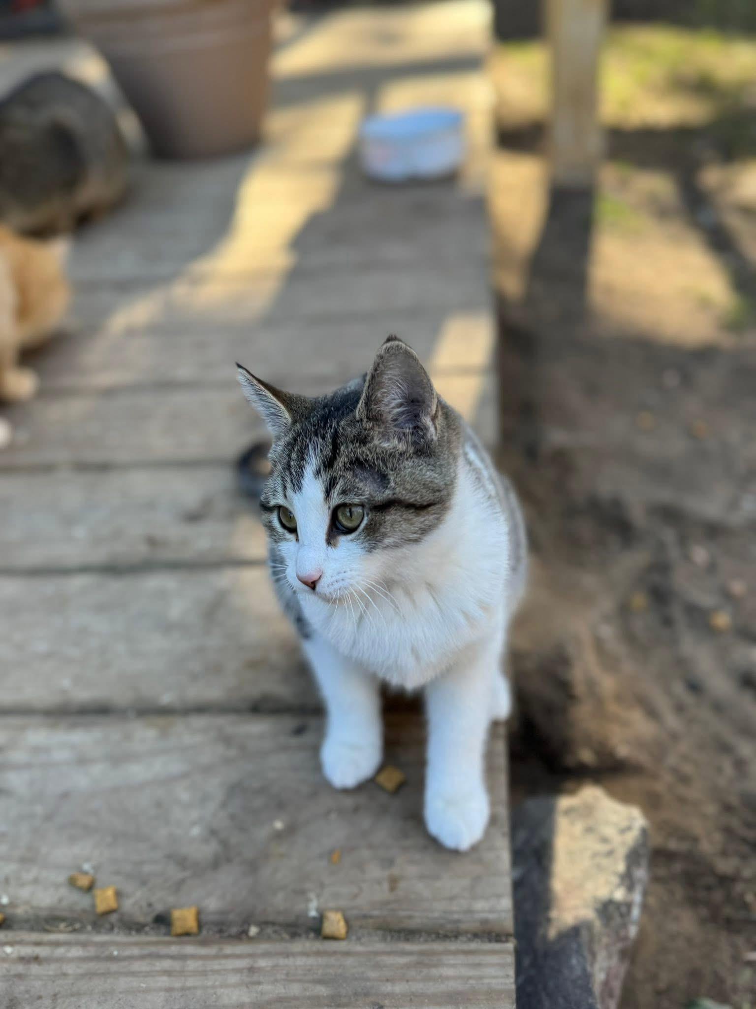 TJ, Adopted, Young Female Domestic Short Hair.