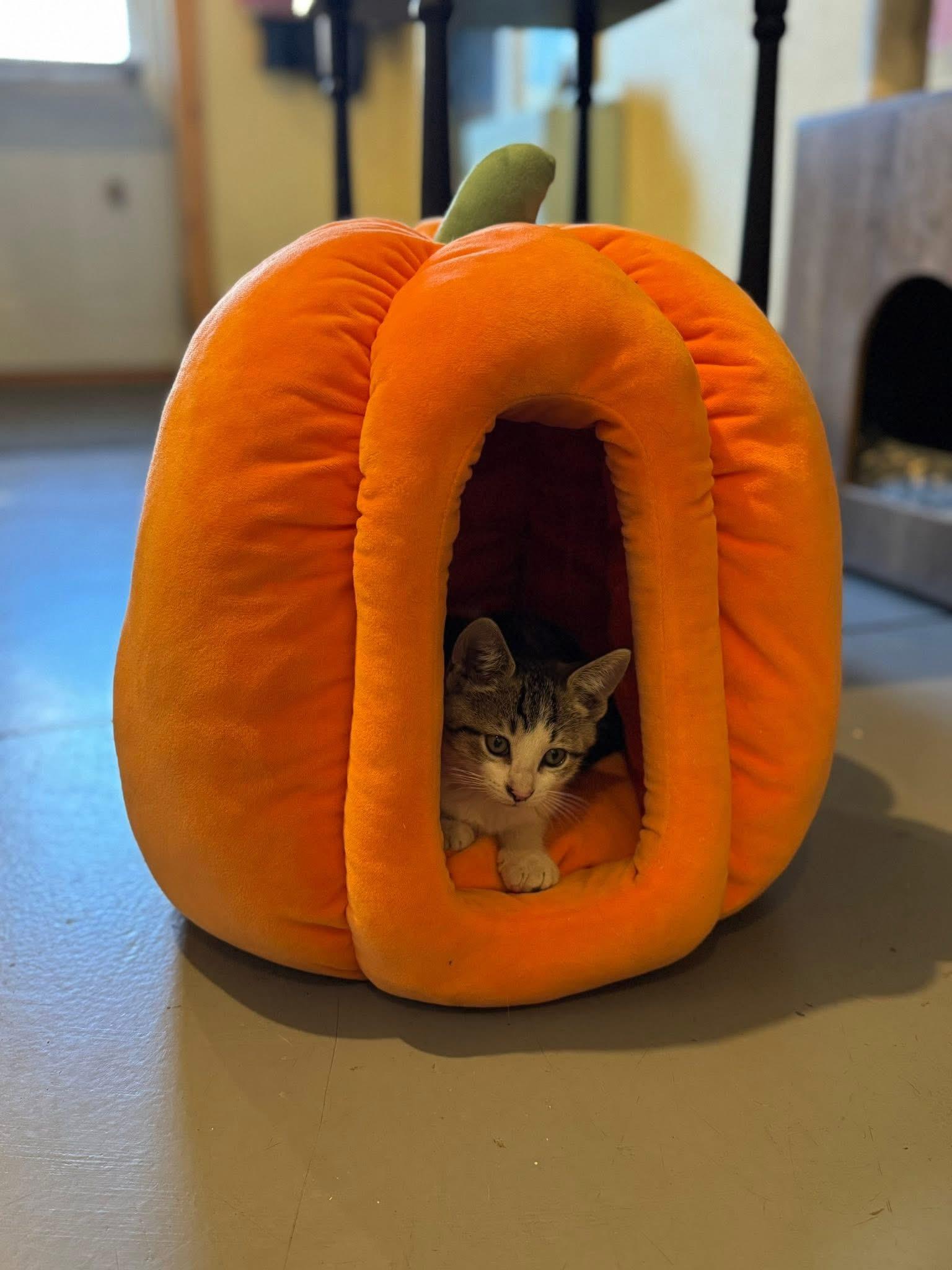 Enlarge TJ, a Adopted Domestic Short Hair in Belding, MI image 2/5