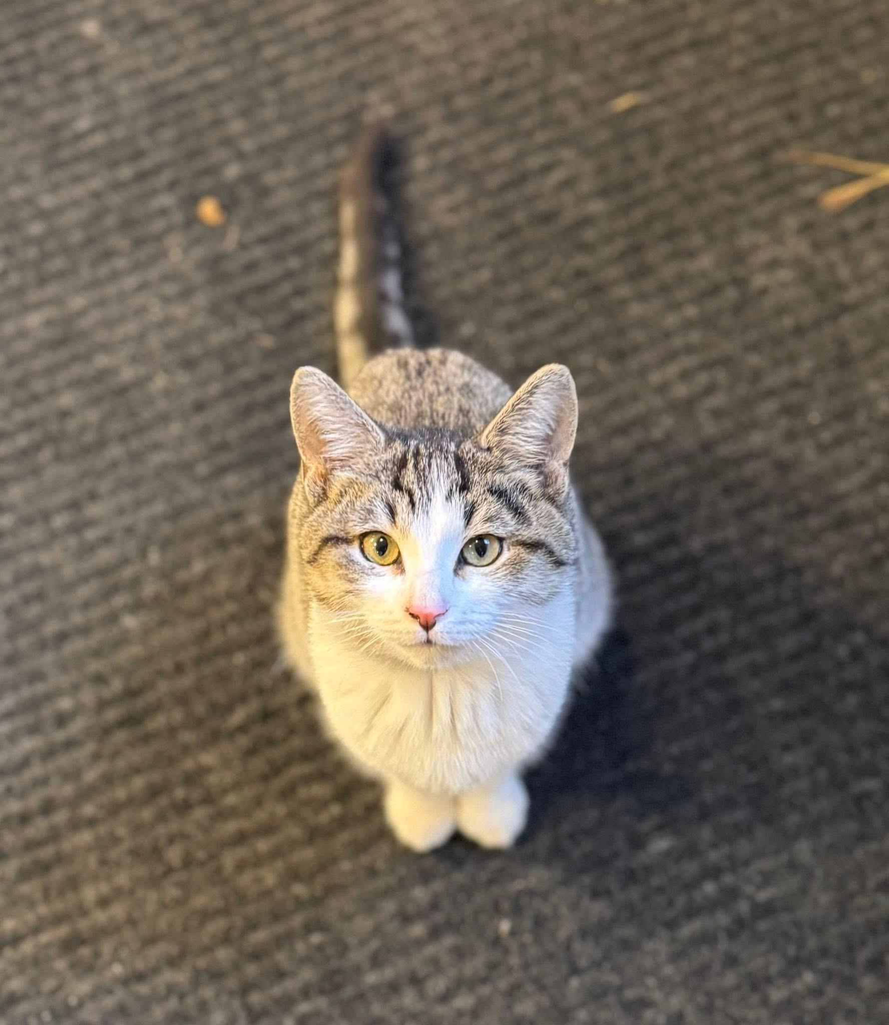 Enlarge TJ, a Adopted Domestic Short Hair in Belding, MI image 3/5