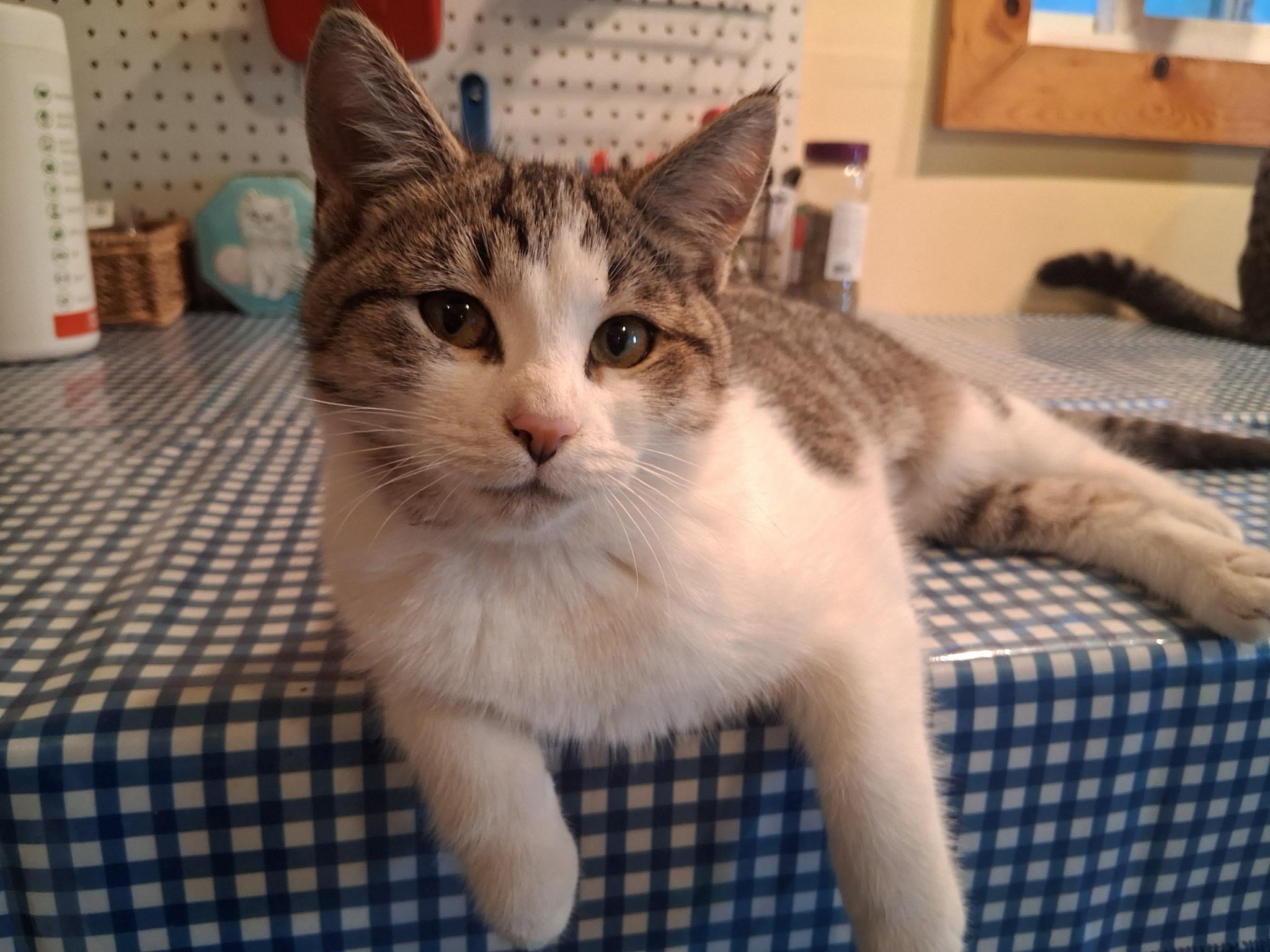 Enlarge TJ, a Adopted Domestic Short Hair in Belding, MI image 4/5