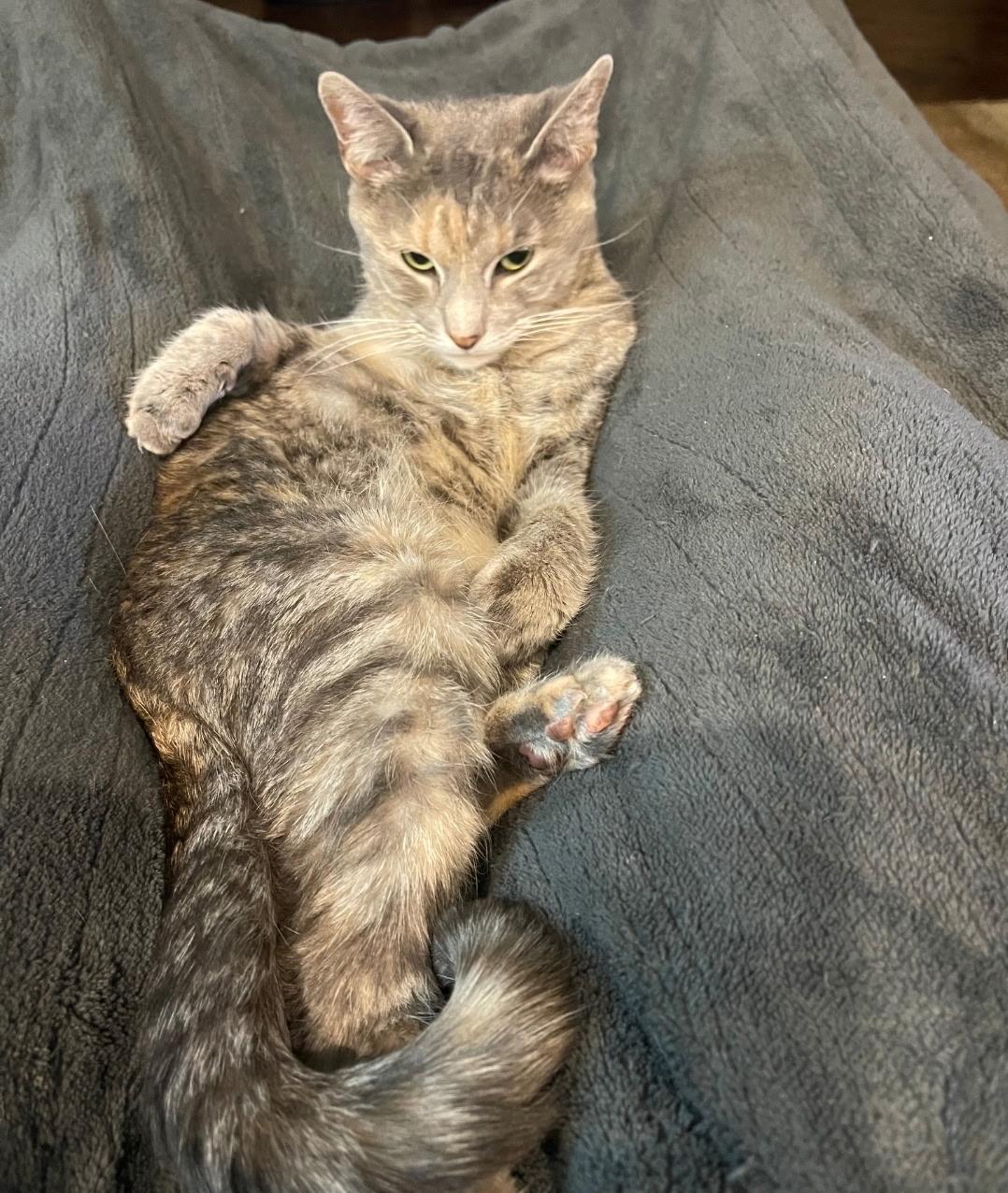 Dahlia, an adoptable Domestic Short Hair in Tuttle, OK, 73089 | Photo Image 2