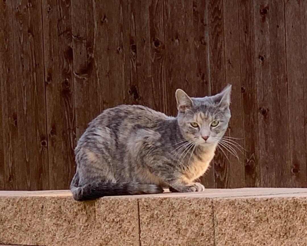 Enlarge Dahlia, a Adoptable Domestic Short Hair in Tuttle, OK image 1/4
