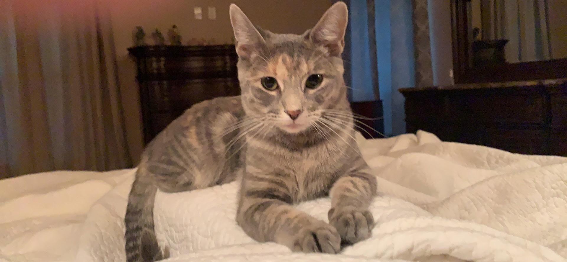 Enlarge Dahlia, a Adoptable Domestic Short Hair in Tuttle, OK image 3/4