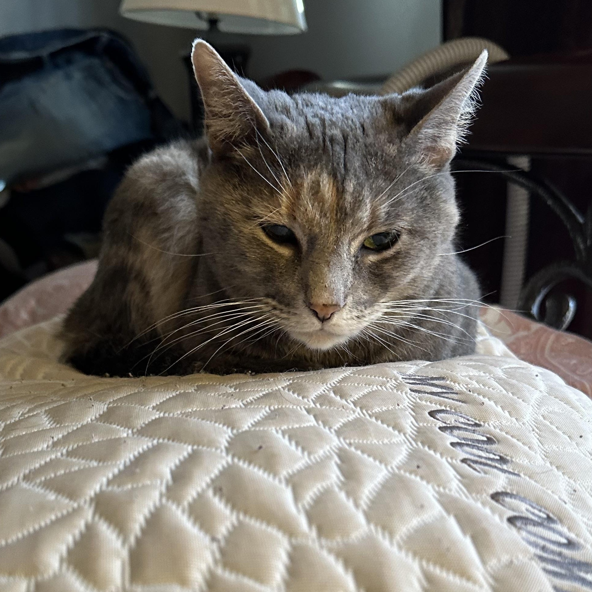 Enlarge Dahlia, a Adoptable Domestic Short Hair in Tuttle, OK image 2/3