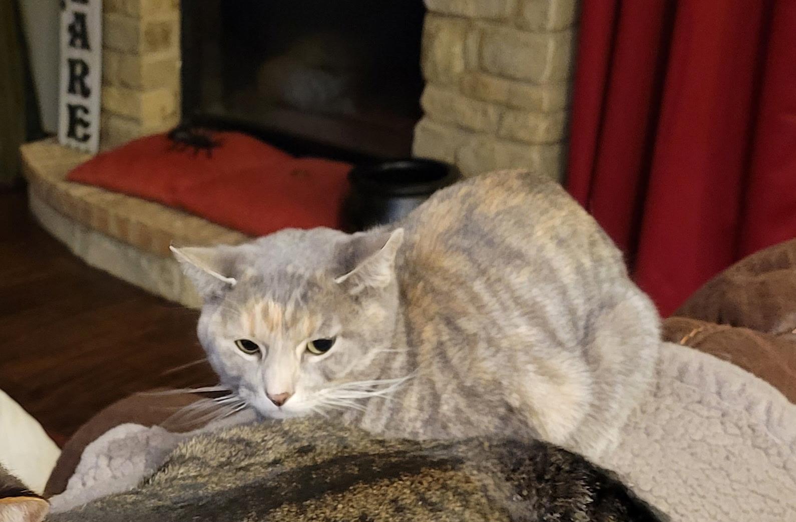 Enlarge Dahlia, a Adoptable Domestic Short Hair in Tuttle, OK image 4/4