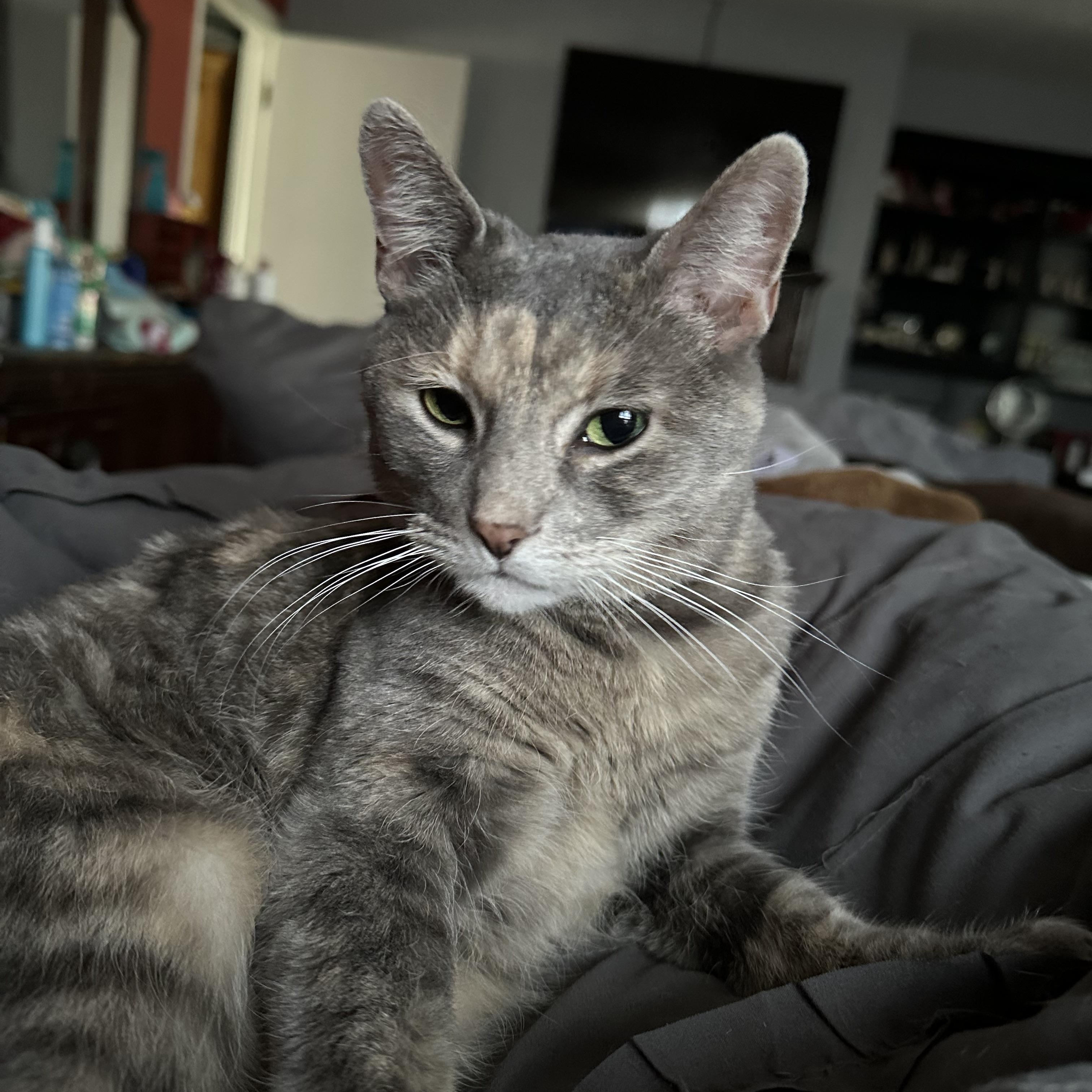 Dahlia, Adoptable, Adult Female Domestic Short Hair.