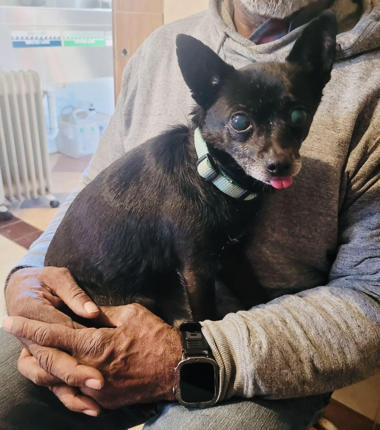 Enlarge Trixie, a ADOPTABLE Chihuahua in Deming, NM image 1/4