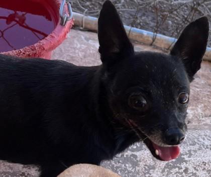 Trixie, ADOPTABLE, Adult Female Chihuahua.