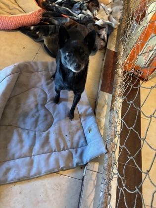 Enlarge Trixie, a ADOPTABLE Chihuahua in Deming, NM image 3/3