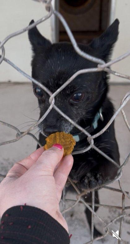 Enlarge Trixie, a ADOPTABLE Chihuahua in Deming, NM image 2/3