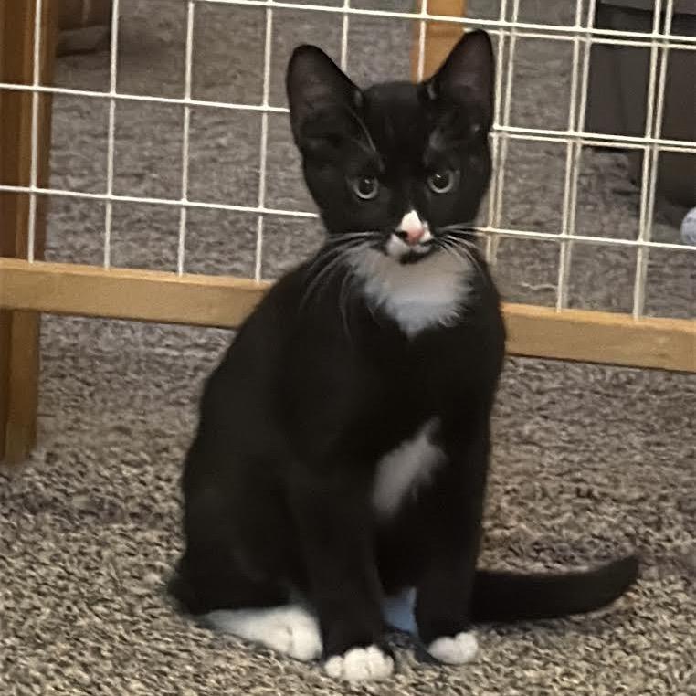 Rob, a Adoptable Domestic Short Hair in Madison, WI image 1/6