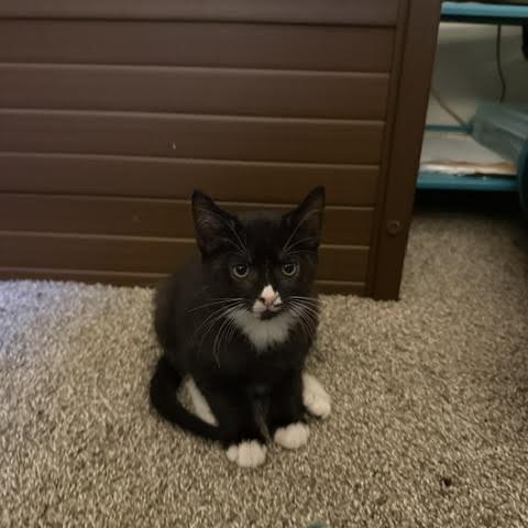 Rob, a Adoptable Domestic Short Hair in Madison, WI image 2/6