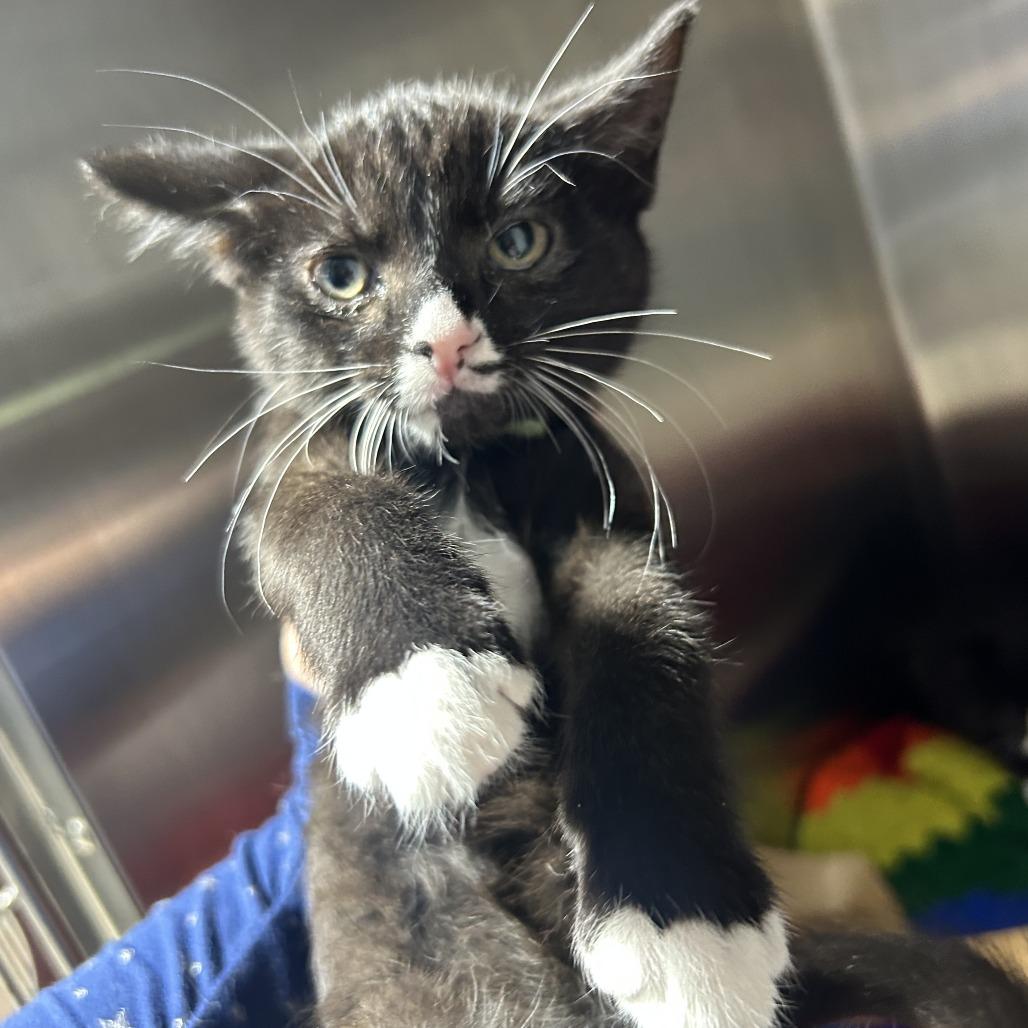 Rob, a Adoptable Domestic Short Hair in Madison, WI image 3/6