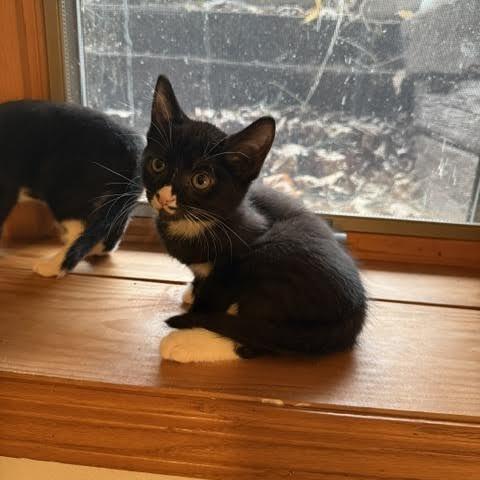 Rob, a Adoptable Domestic Short Hair in Madison, WI image 4/6