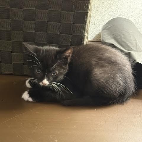 Rob, a Adoptable Domestic Short Hair in Madison, WI image 6/6