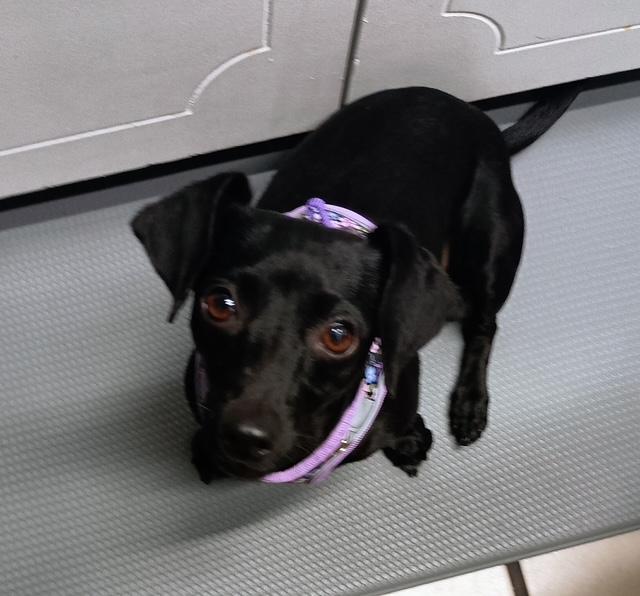 Sweet Pea, a ADOPTABLE mixed breed in Temple, TX image 1/4
