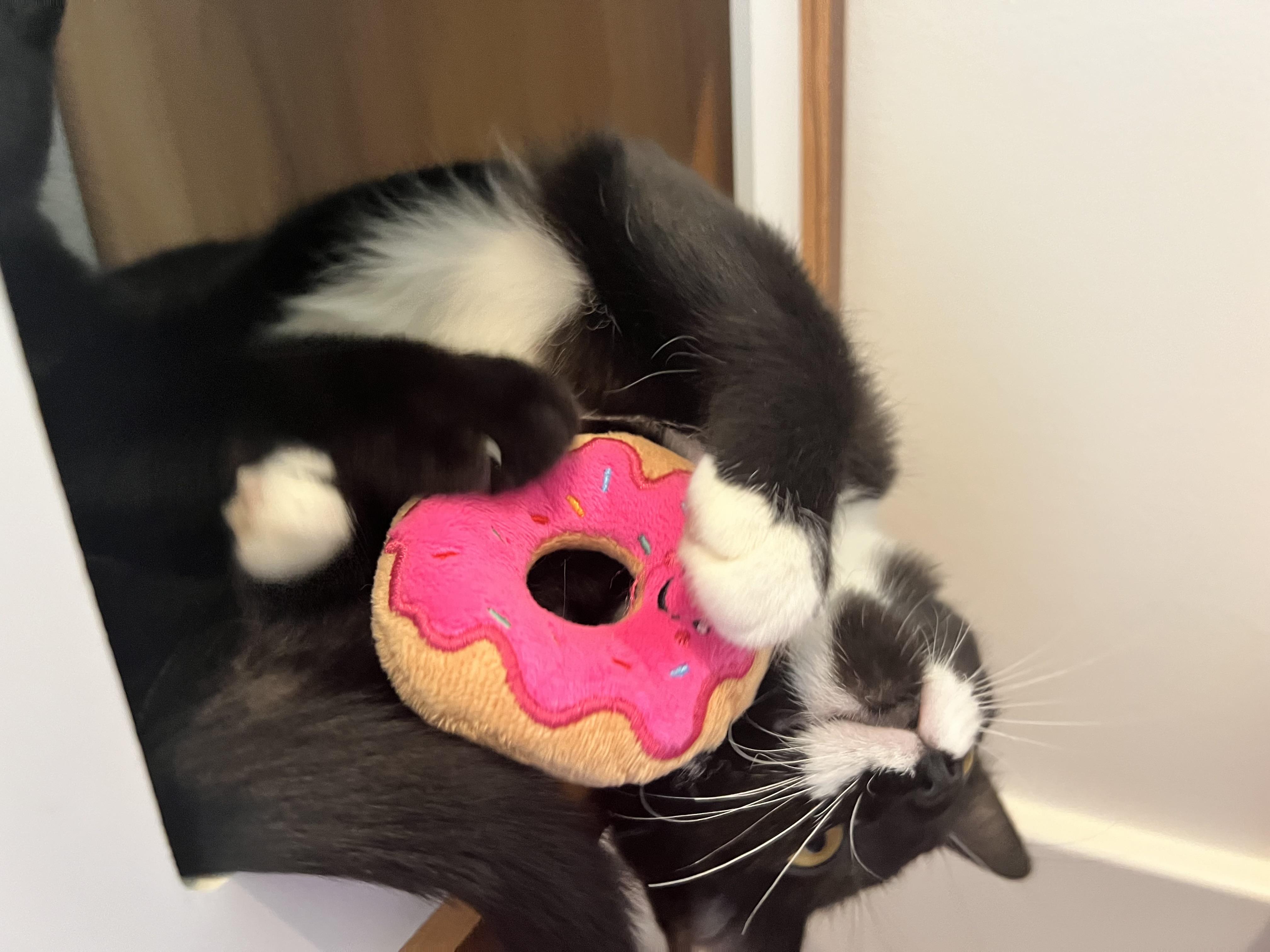 Enlarge Gomez, a Adopted Domestic Short Hair in Columbia, MO image 2/4