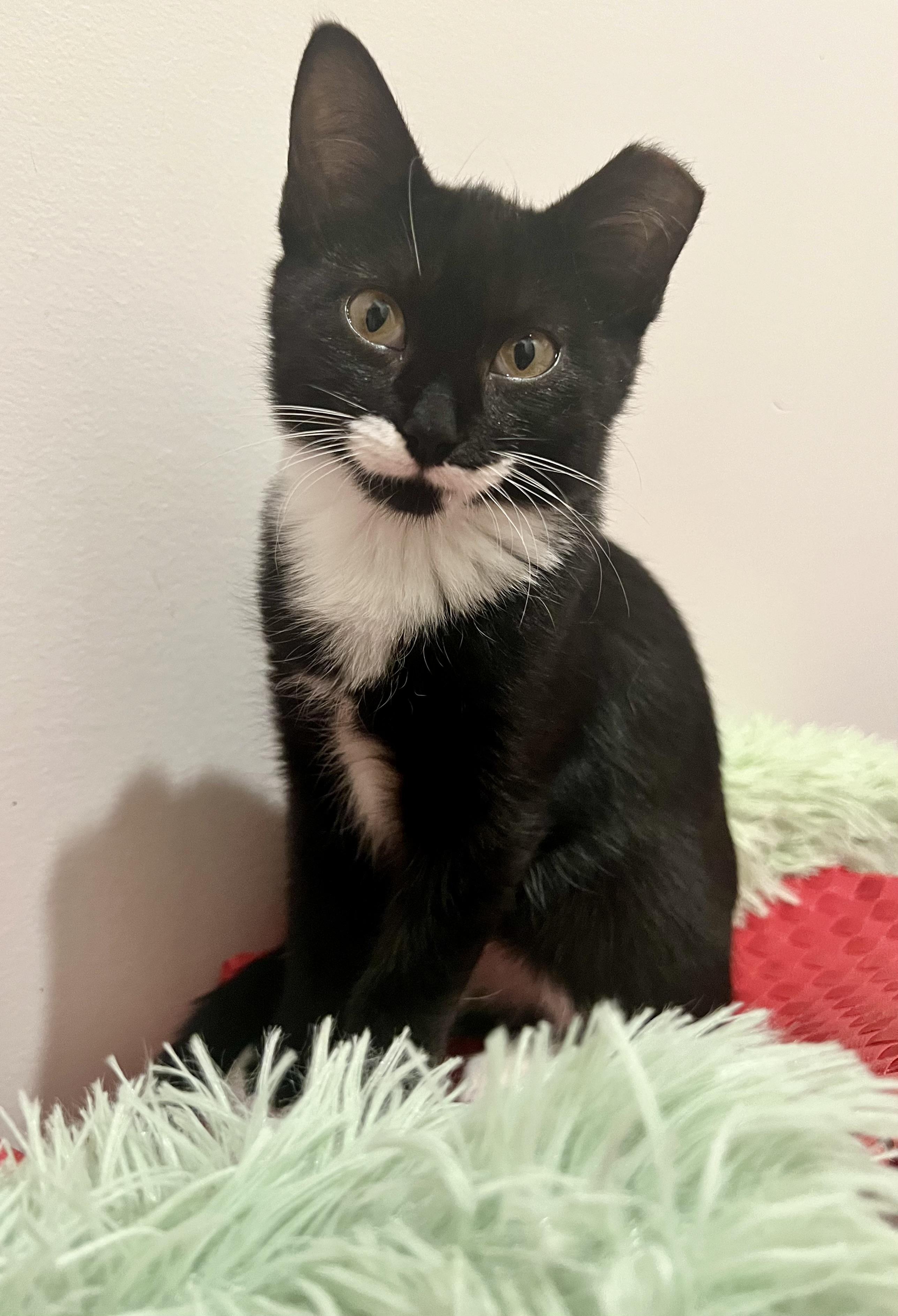 Gomez, Adopted, Young Male Domestic Short Hair.