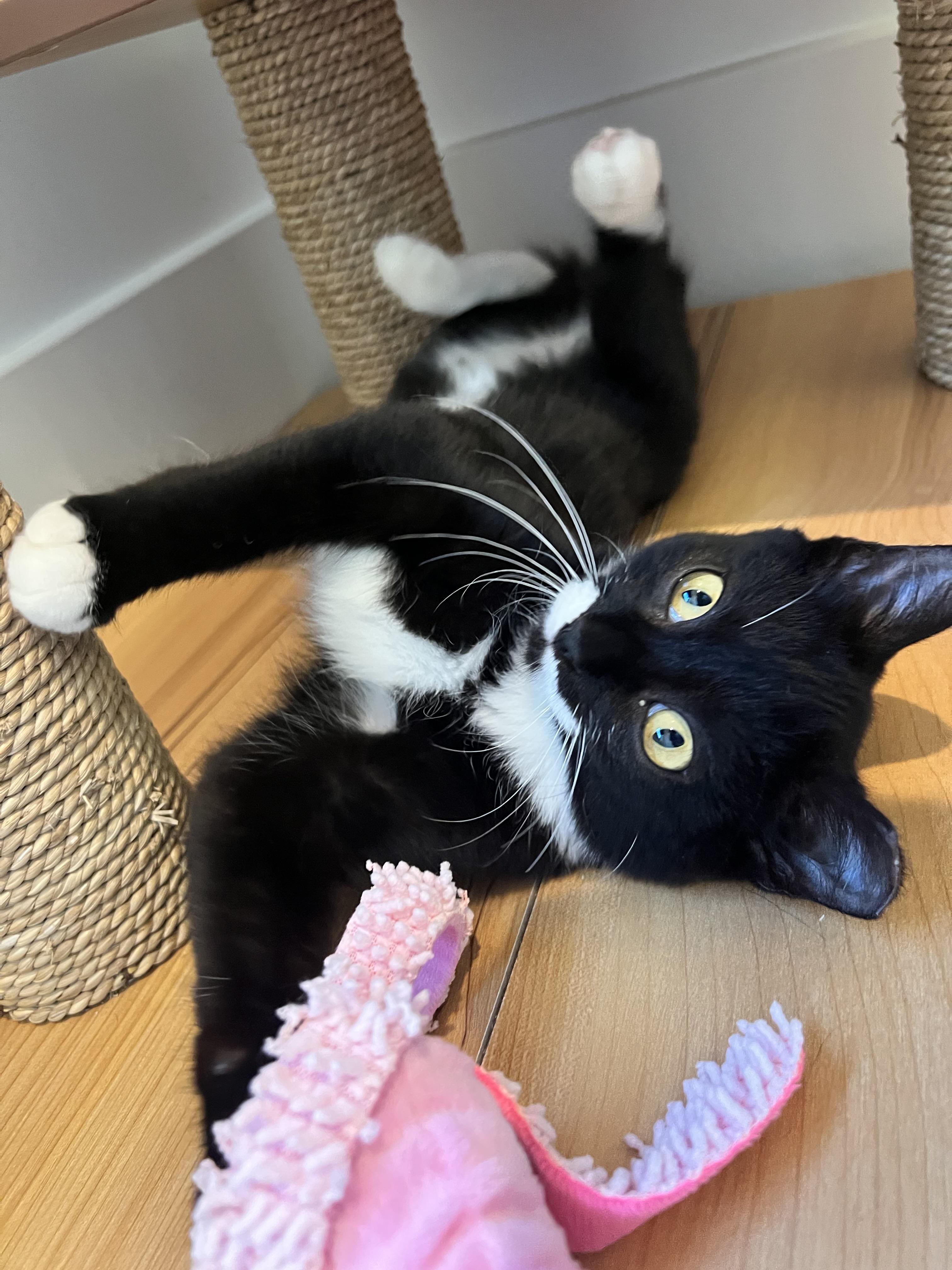 Enlarge Gomez, a Adopted Domestic Short Hair in Columbia, MO image 3/4