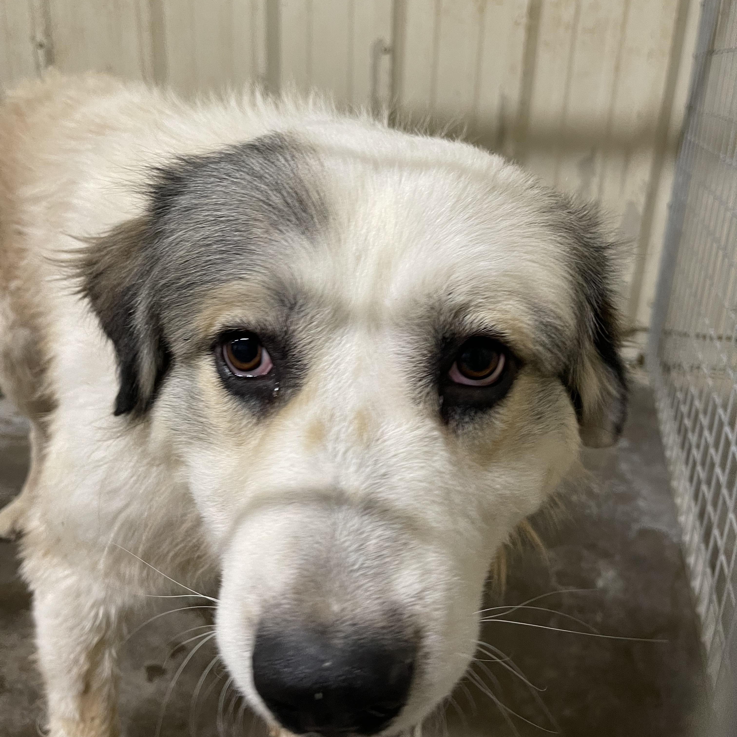 Koda, Adopted, Adult Male Great Pyrenees & Anatolian Shepherd.