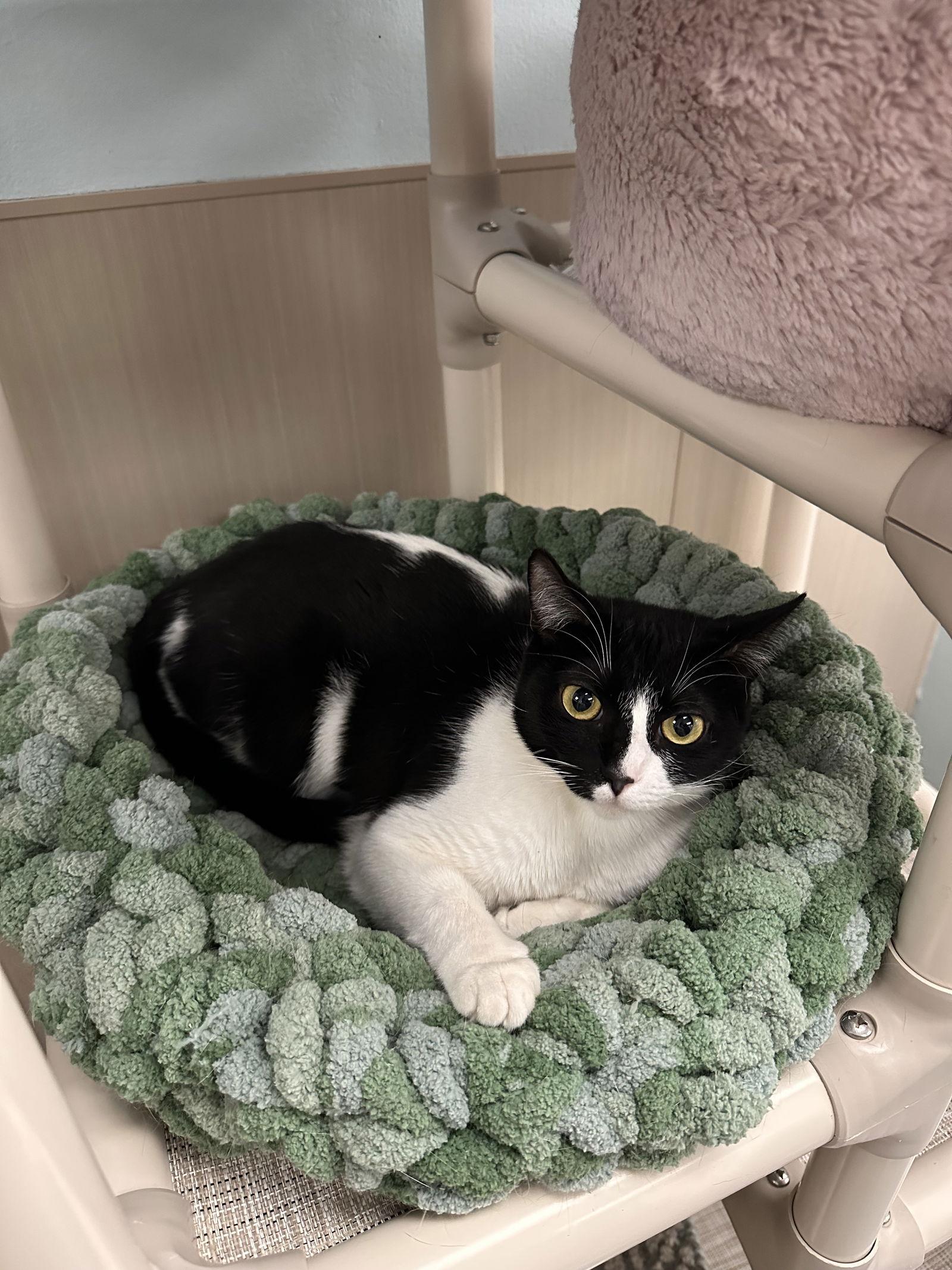 Enlarge Oreo, a Adoptable Domestic Short Hair in West Hills, CA image 1/1