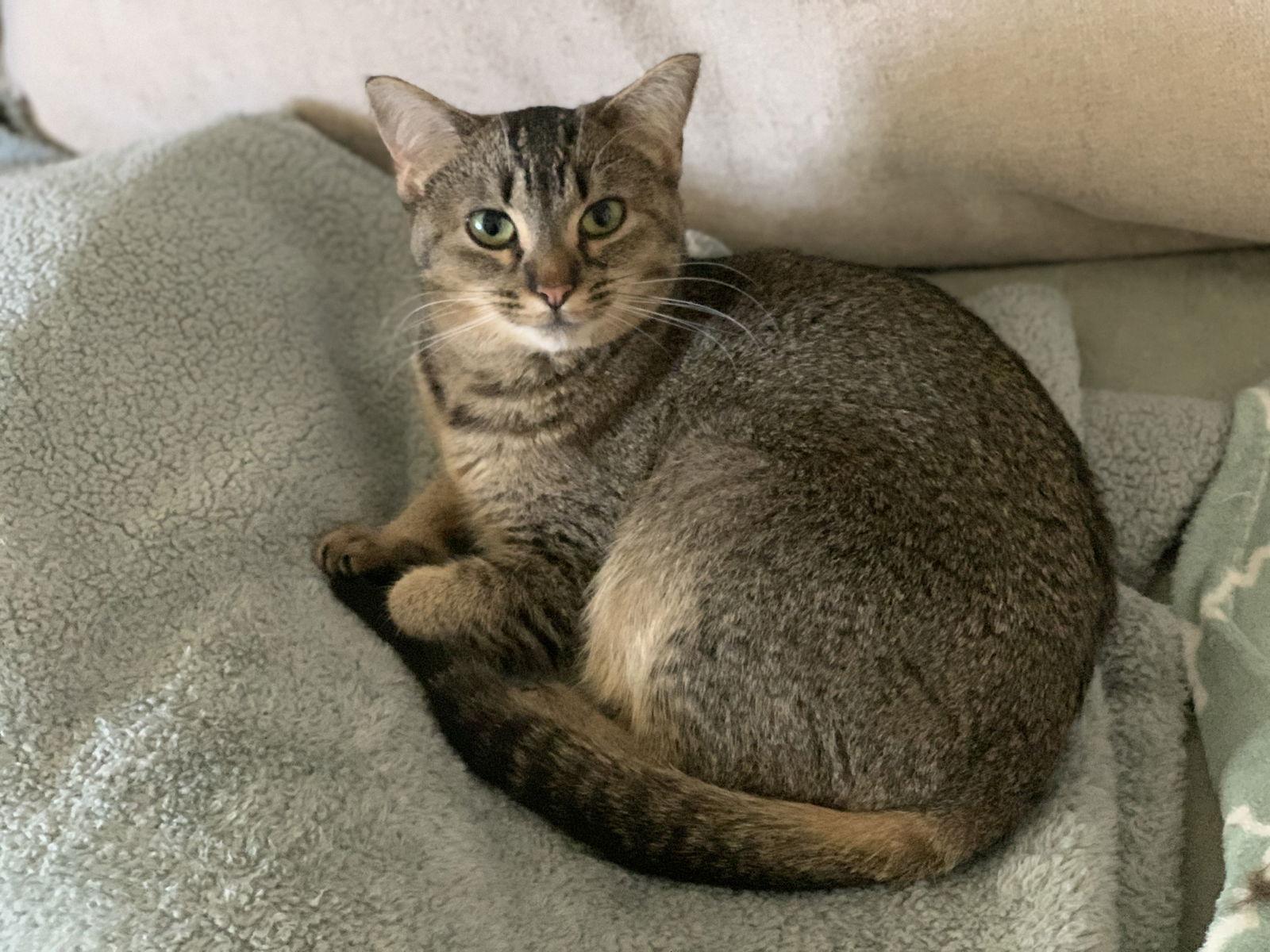 Enlarge Annie, a Adopted mixed breed in Fenton, MO image 1/3