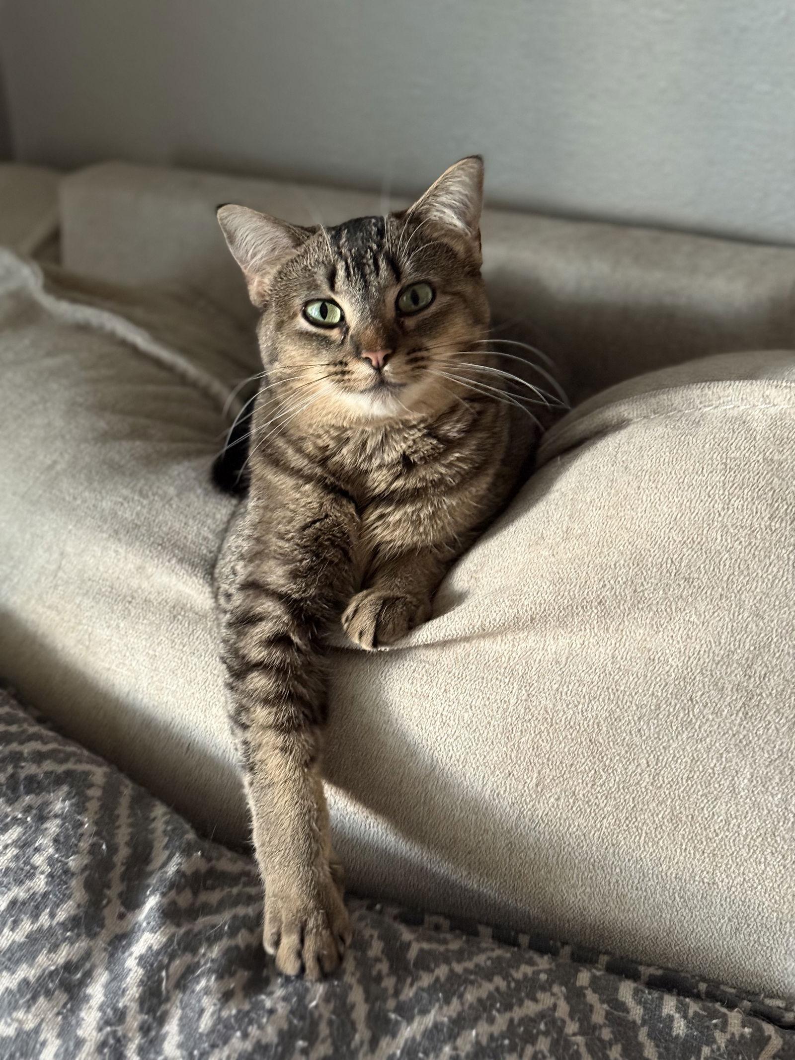 Enlarge Annie, a Adopted mixed breed in Fenton, MO image 3/3