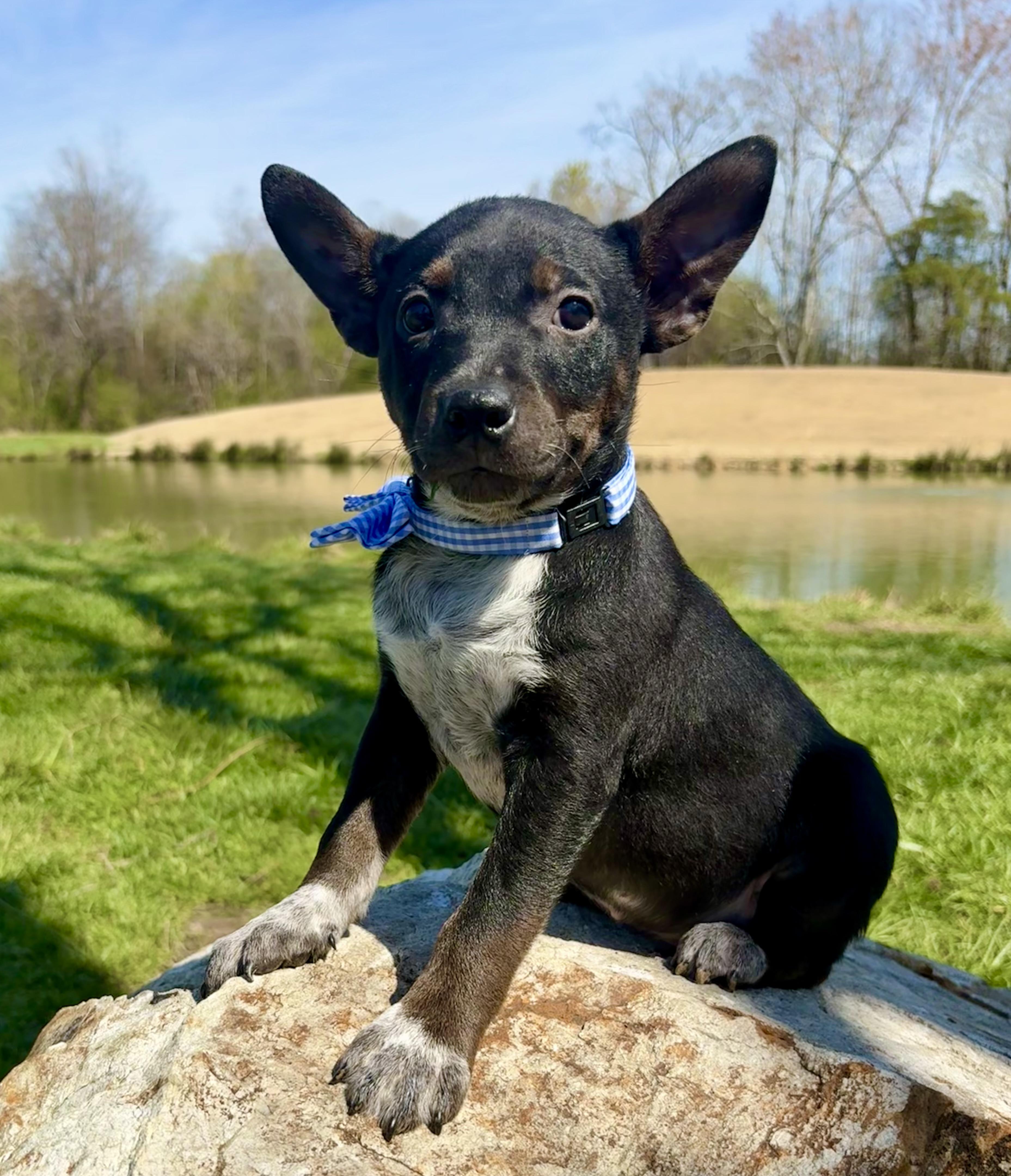 Enlarge Carsyn, a Adoptable mixed breed in Pittsboro, NC image 2/2