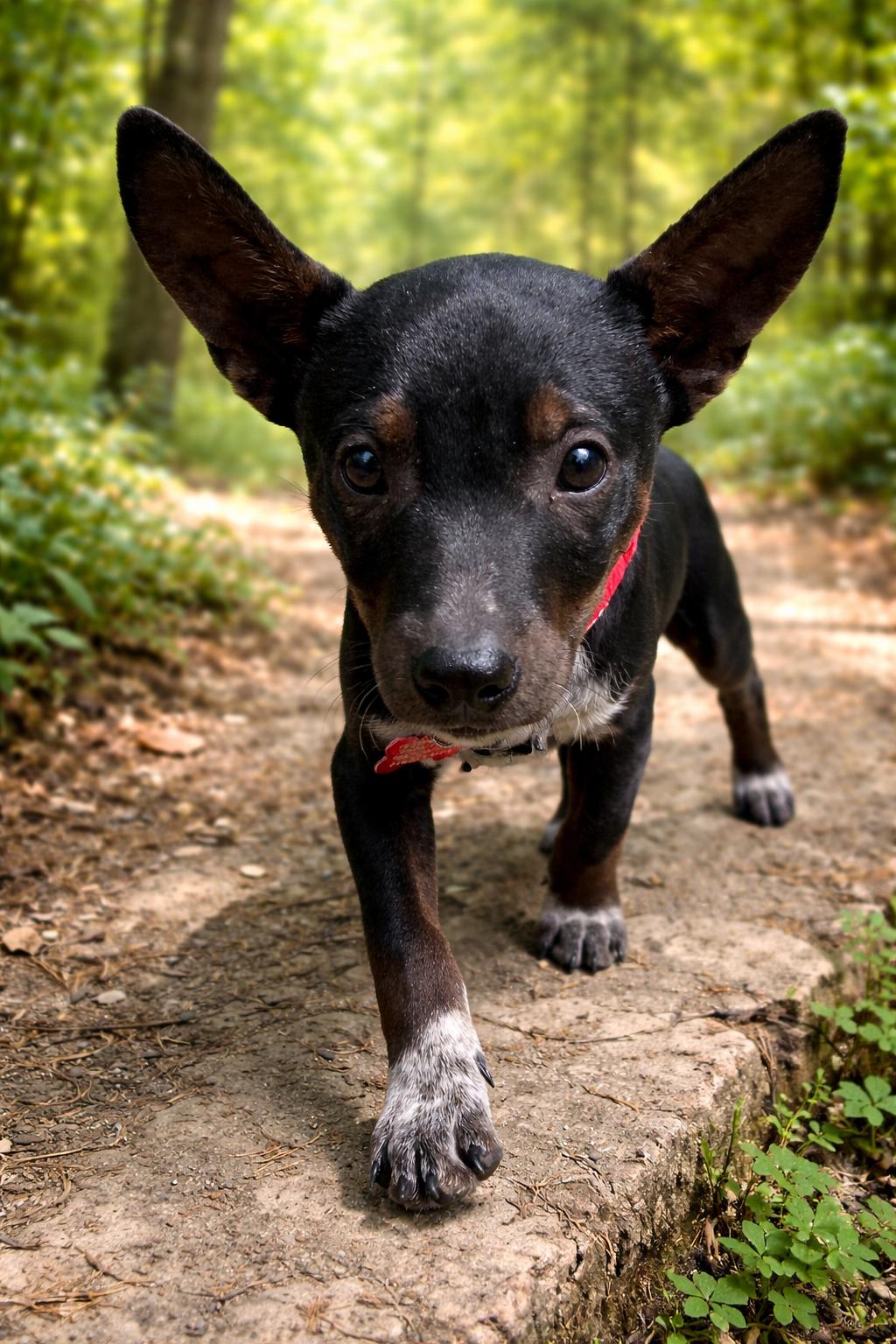 Enlarge Carsyn, a Adoptable mixed breed in Pittsboro, NC image 1/3