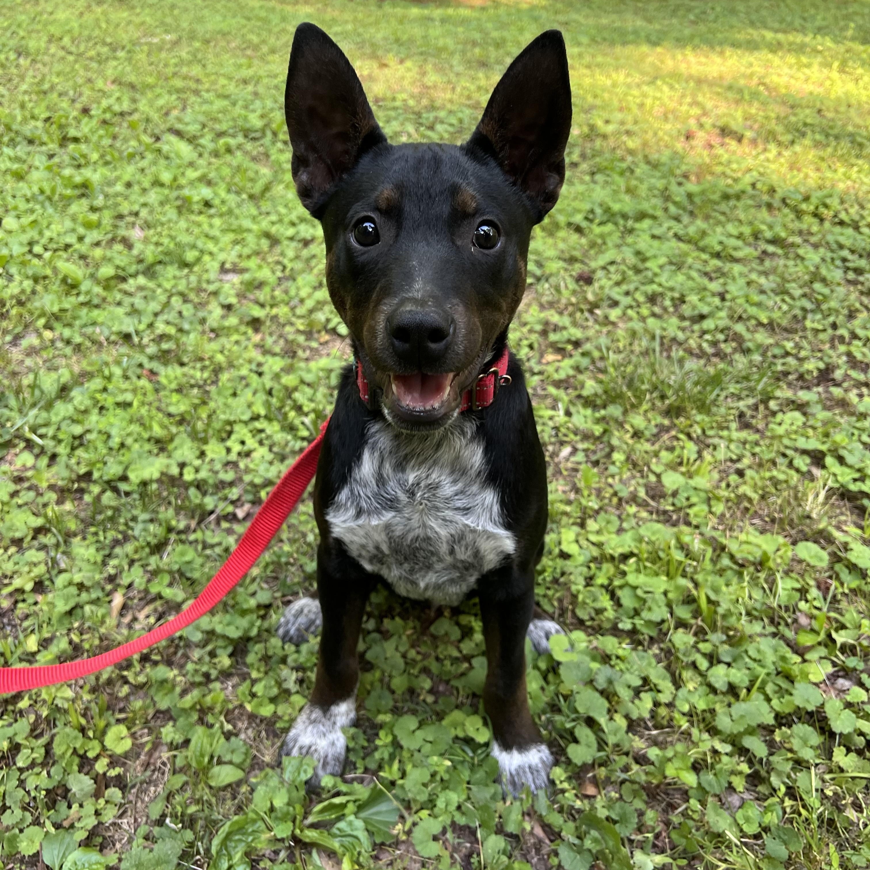 Carsyn, Adoptable, Puppy Male Australian Cattle Dog / Blue Heeler & Australian Kelpie.