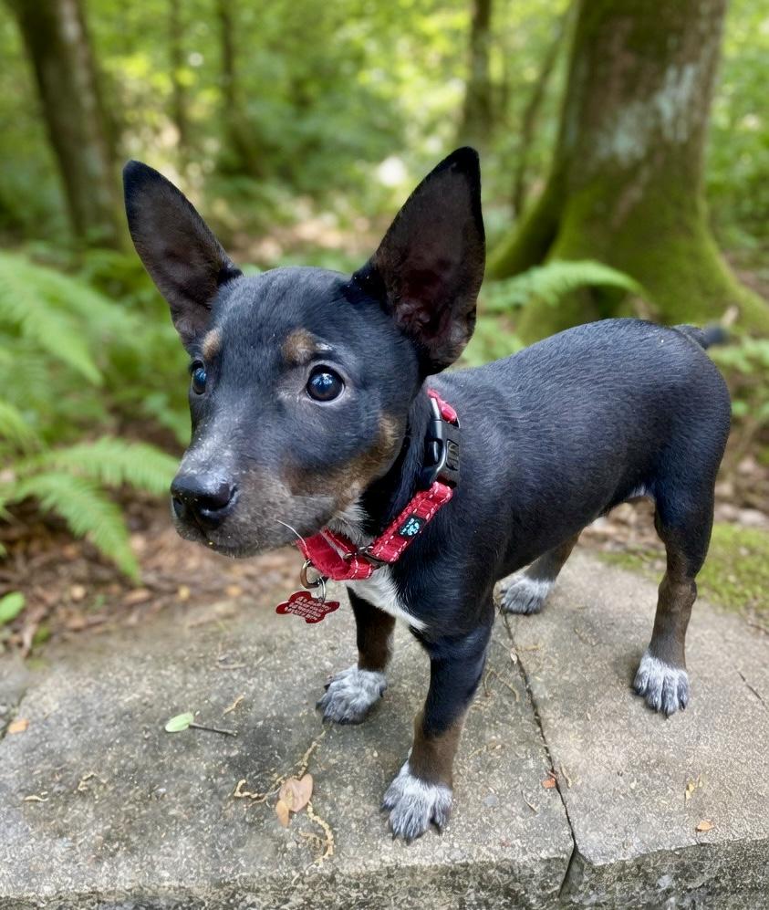Enlarge Carsyn, a Adoptable mixed breed in Pittsboro, NC image 3/3