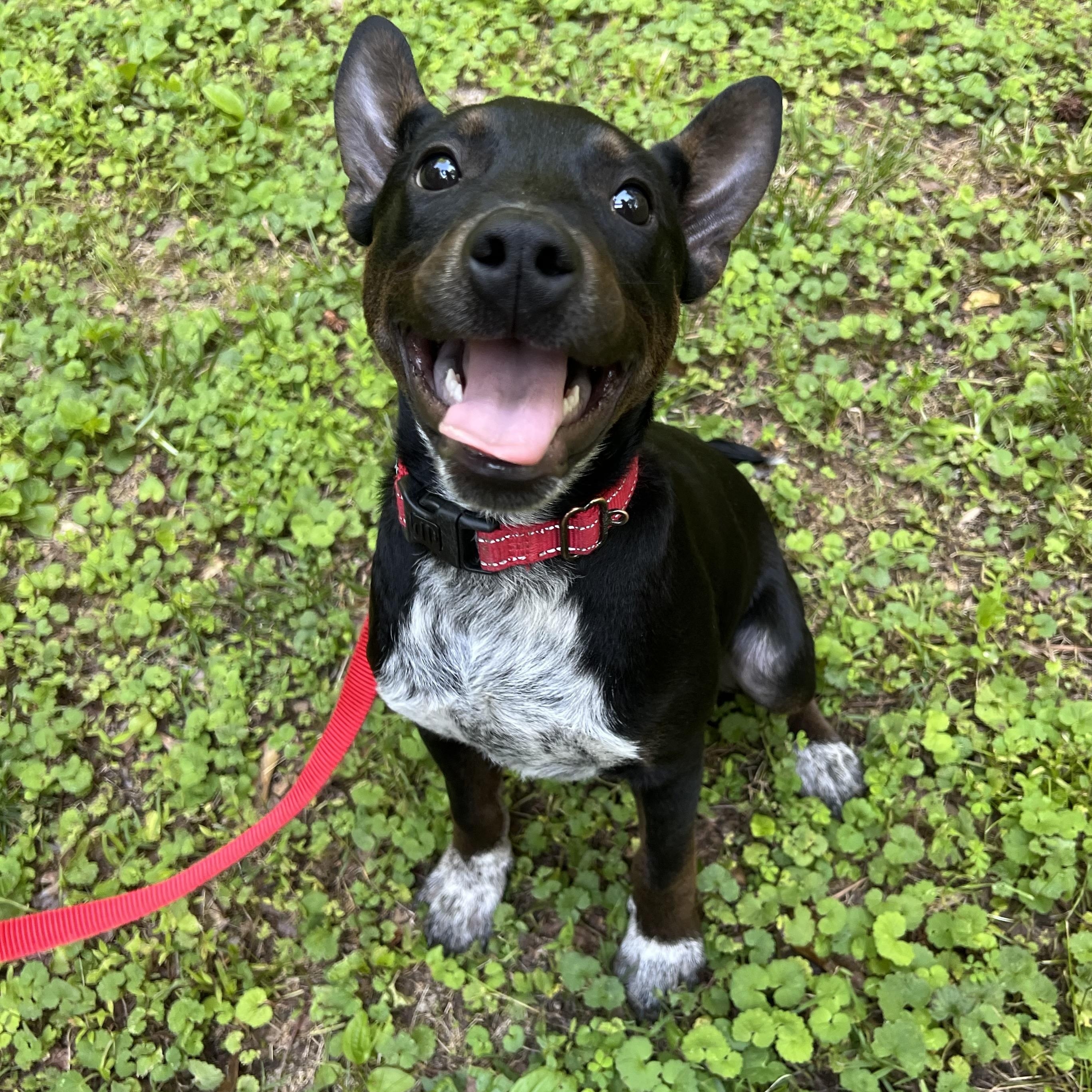 Carsyn, a Adoptable mixed breed in Pittsboro, NC image 2/3