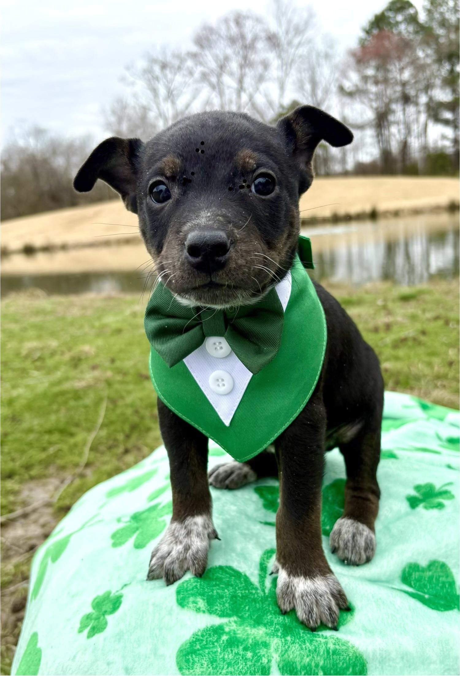 Carsyn, Adoptable, Puppy Male Beagle & Australian Cattle Dog / Blue Heeler.