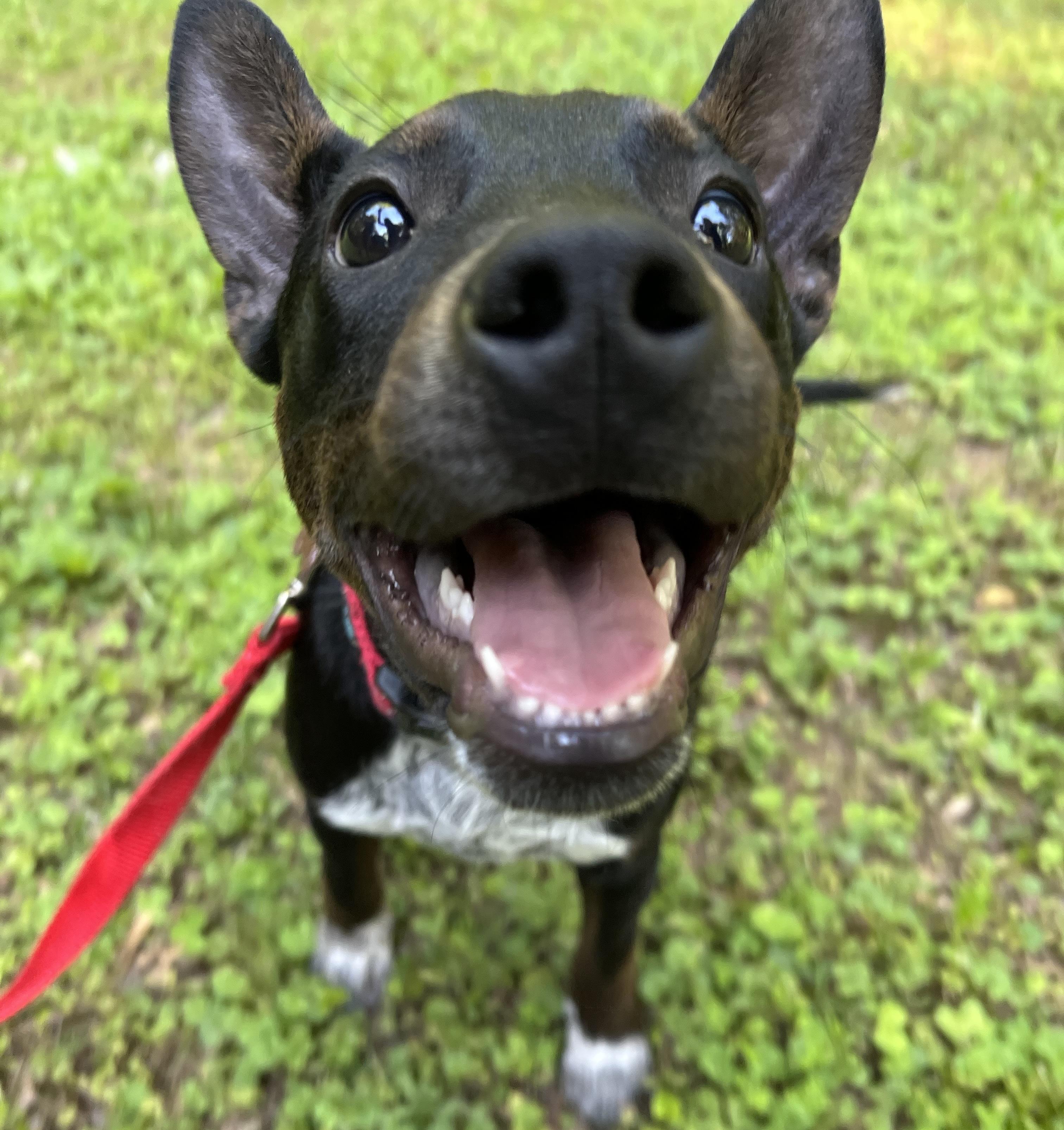 Carsyn, a Adoptable mixed breed in Pittsboro, NC image 3/3