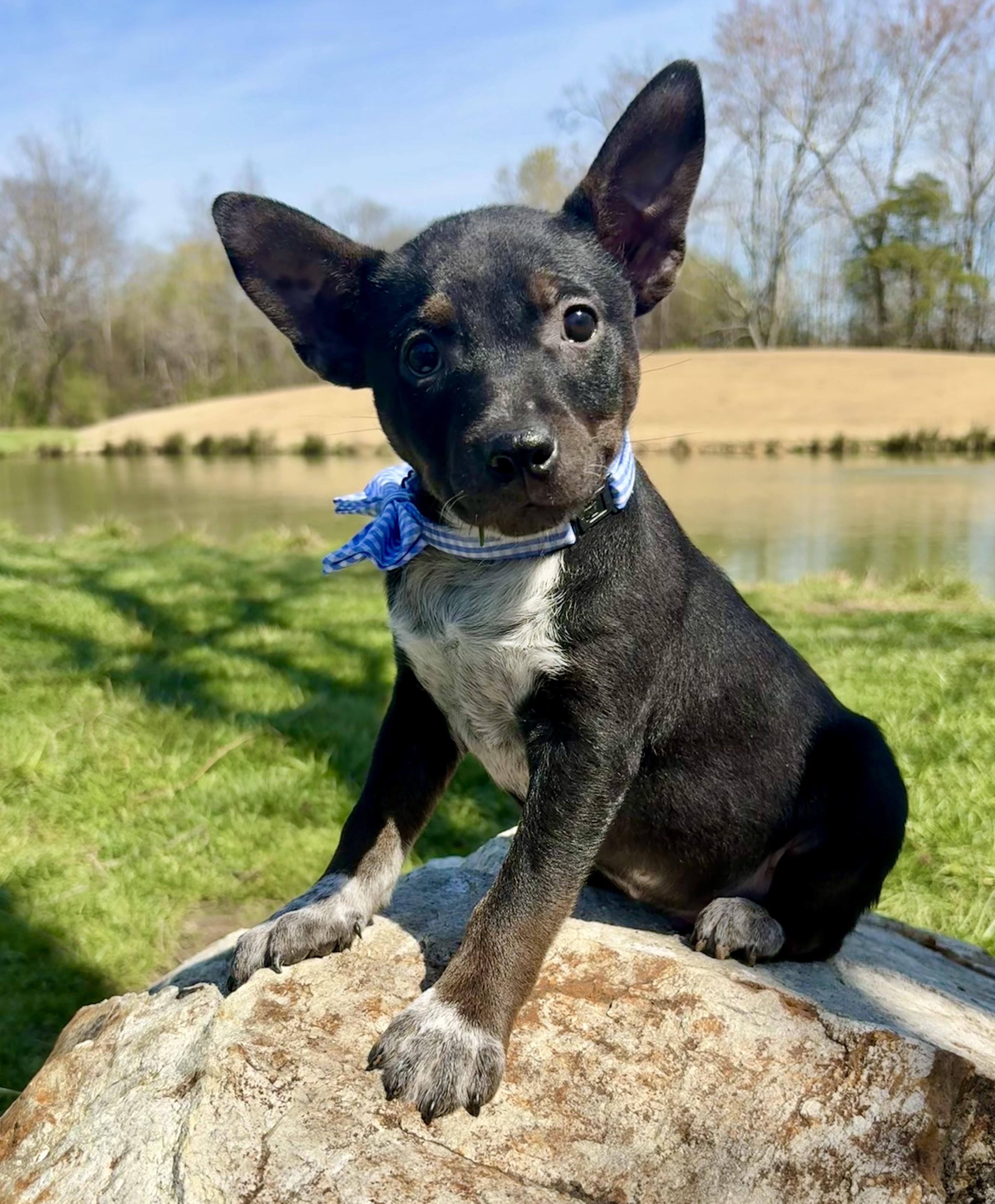 Enlarge Carsyn, a Adoptable mixed breed in Pittsboro, NC image 1/2