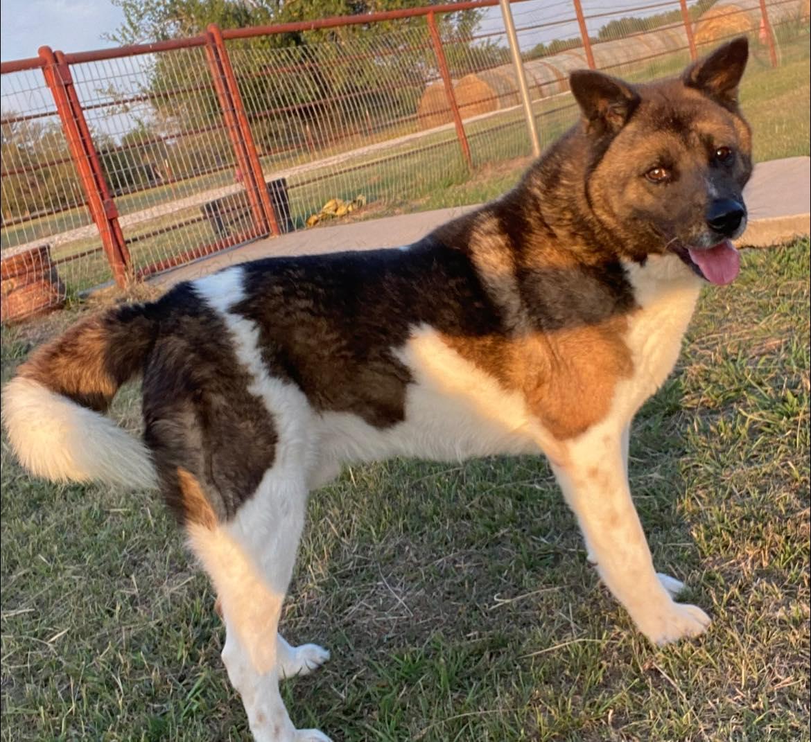 Von, Adoptable, Adult Male Akita.
