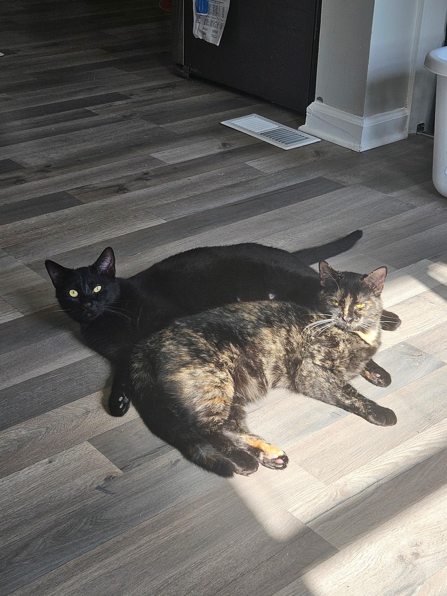 Enlarge Bono, a Adoptable Domestic Short Hair in Beltsville, MD image 5/6