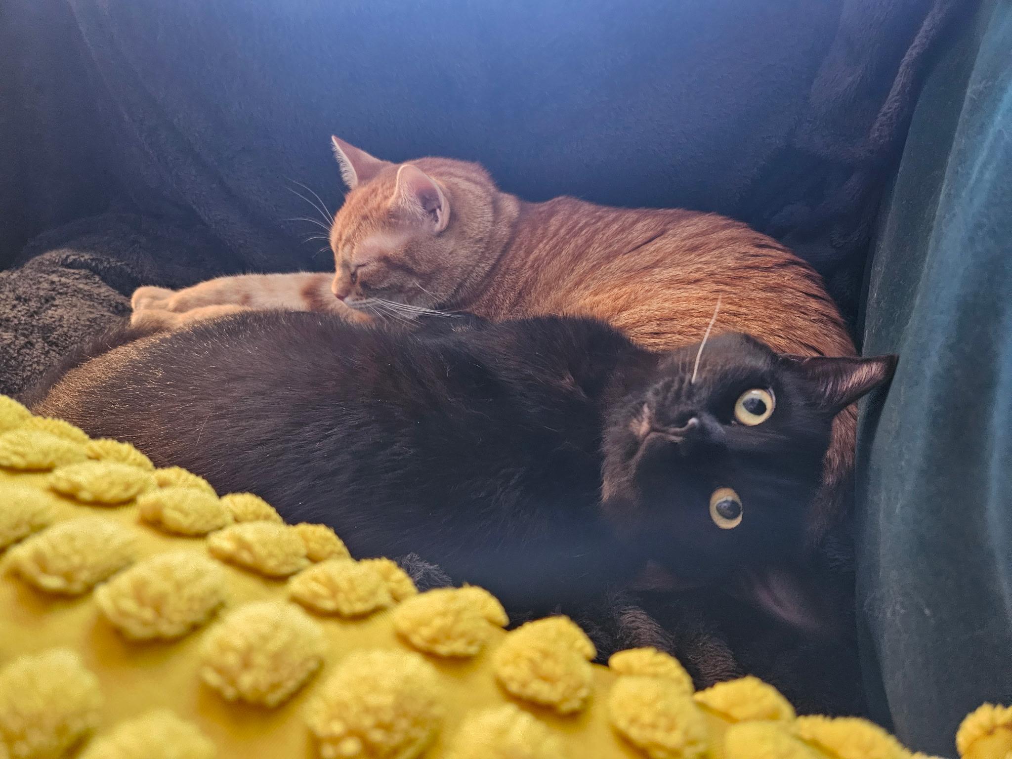 Enlarge Bono, a Adoptable Domestic Short Hair in Beltsville, MD image 4/6