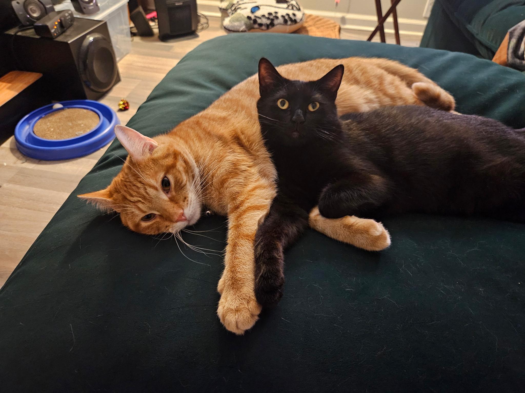 Enlarge Bono, a Adoptable Domestic Short Hair in Beltsville, MD image 2/6